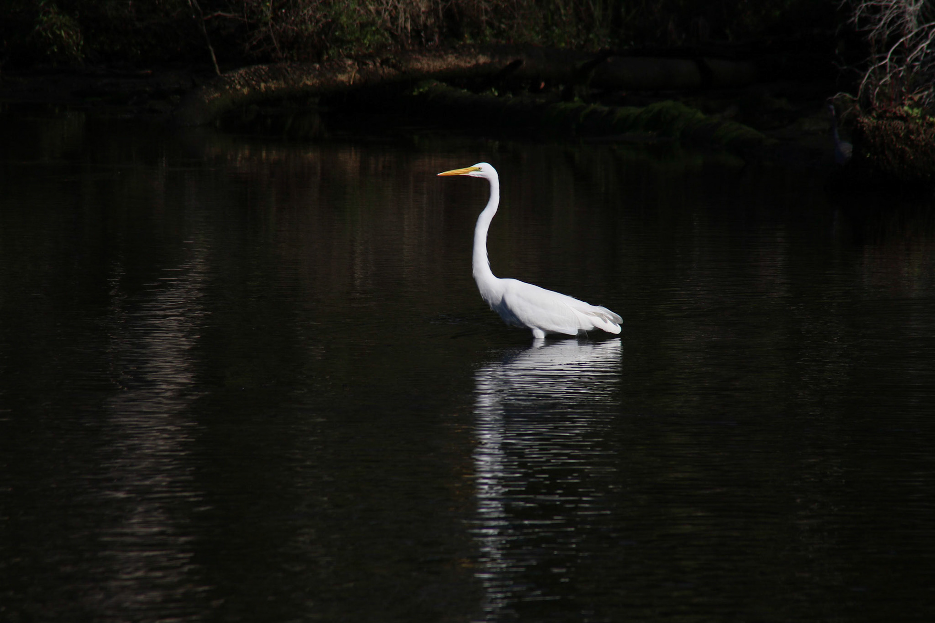 Chassahowitzka River