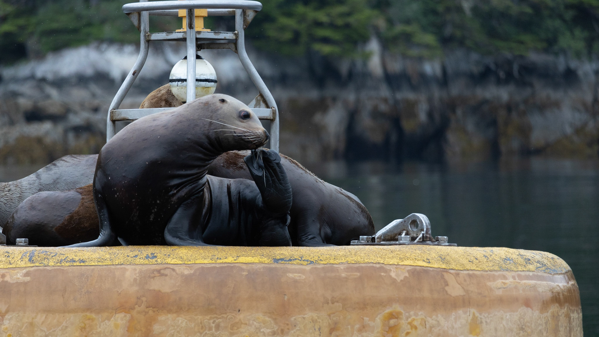 Prince William Sound AK