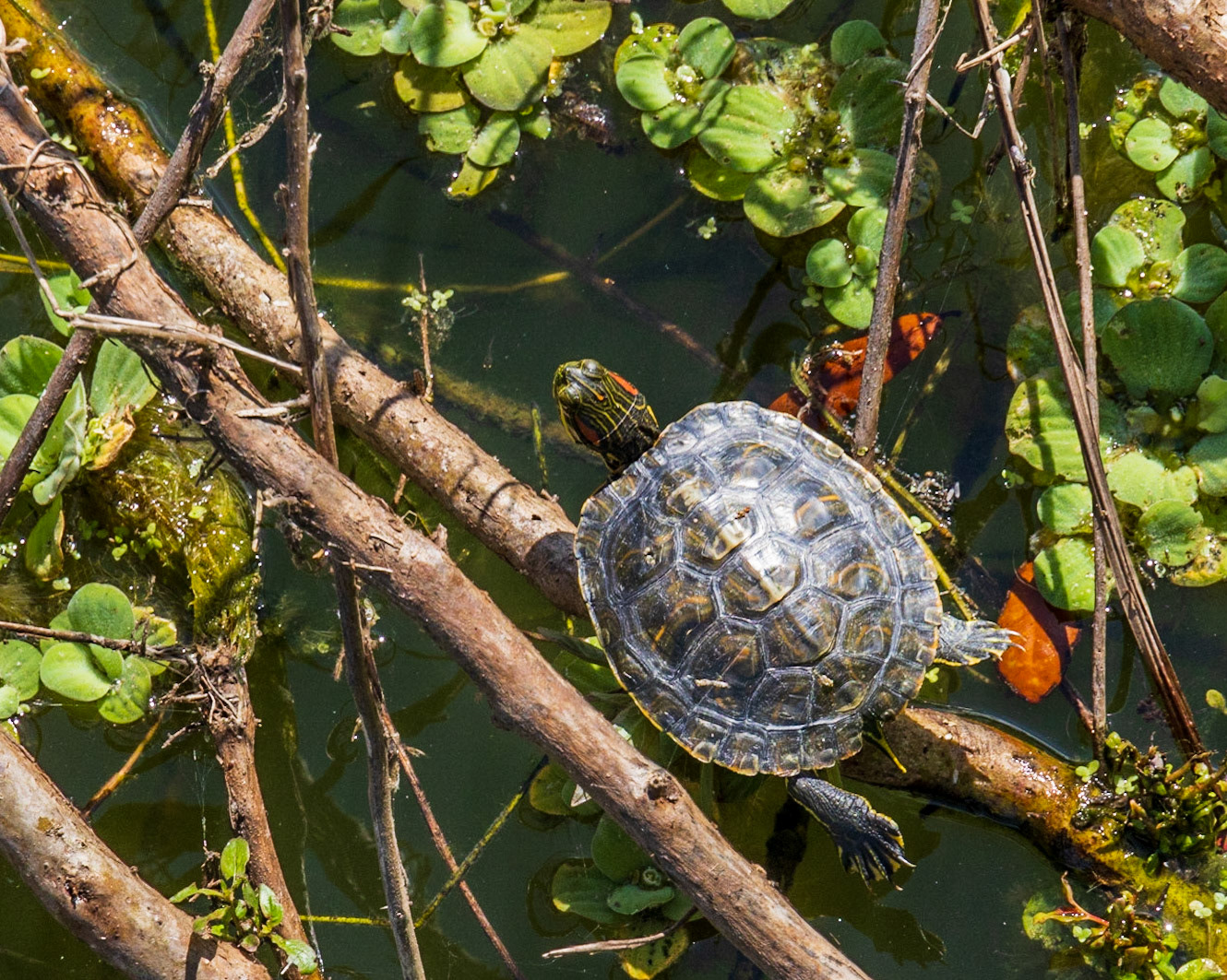 Patterson Park, Fort Mead,FL