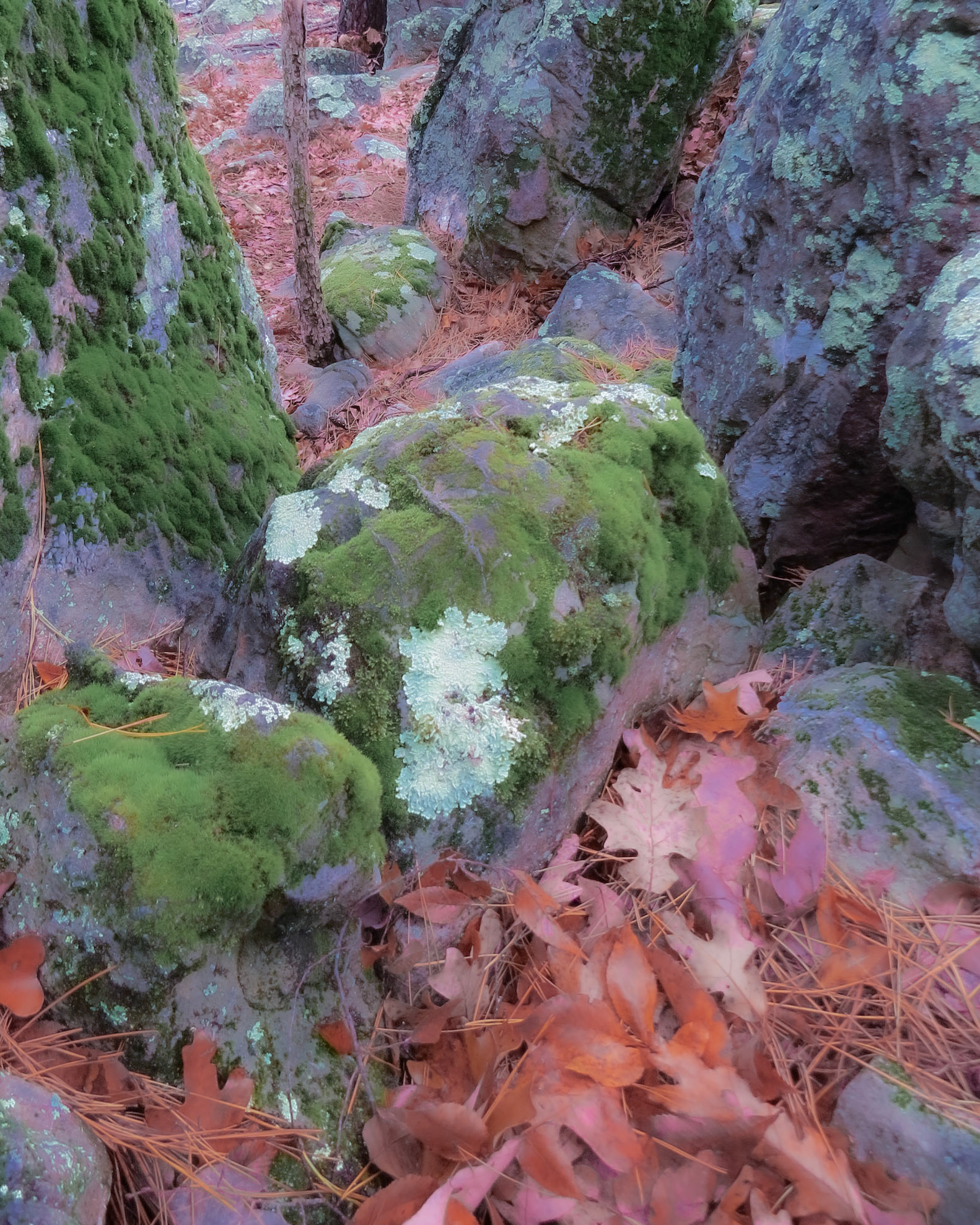 Lake Ouachita SP Mountain Pine AR