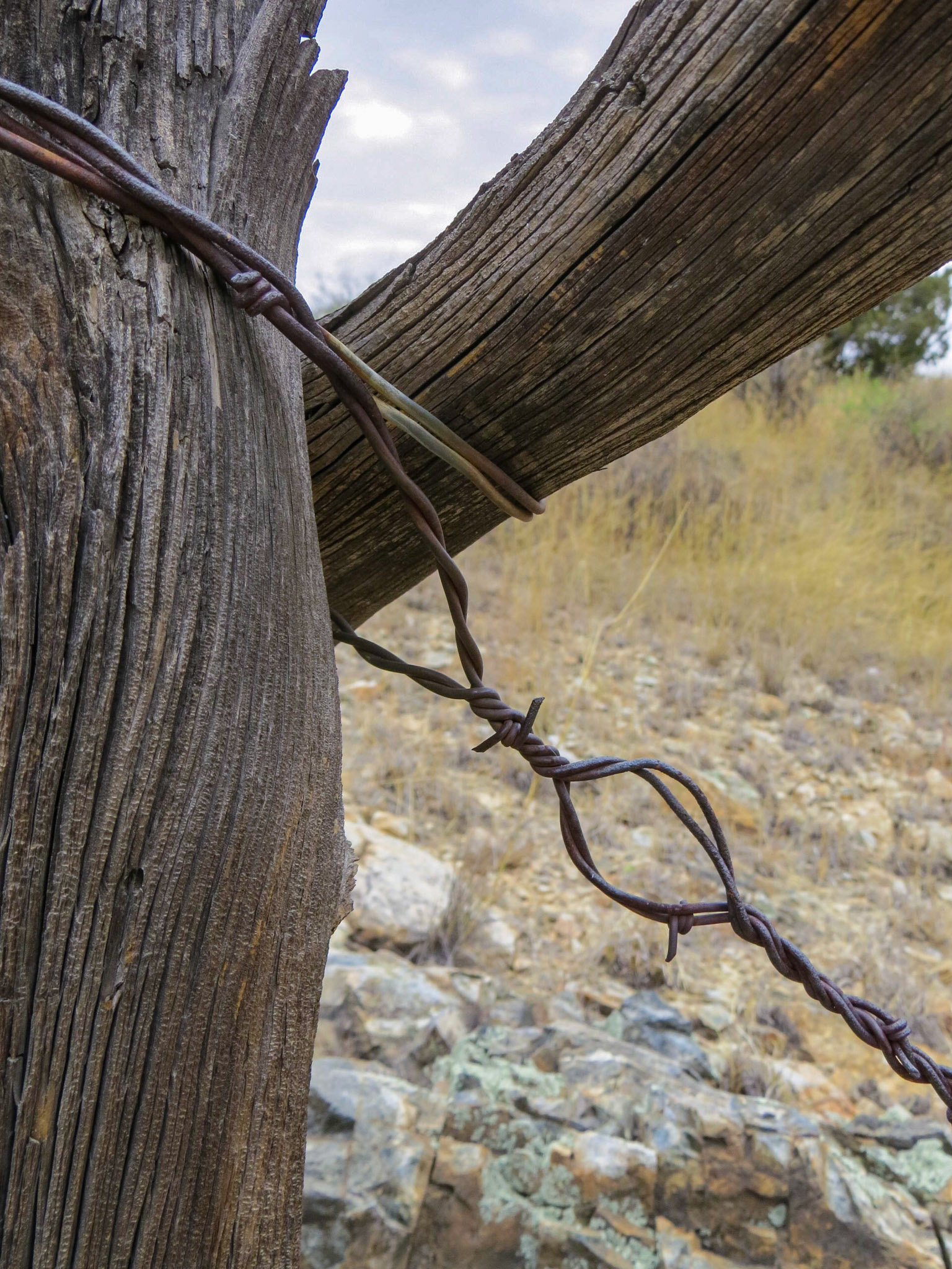 Coronado NF, Rincon MT Wilderness, AZ
