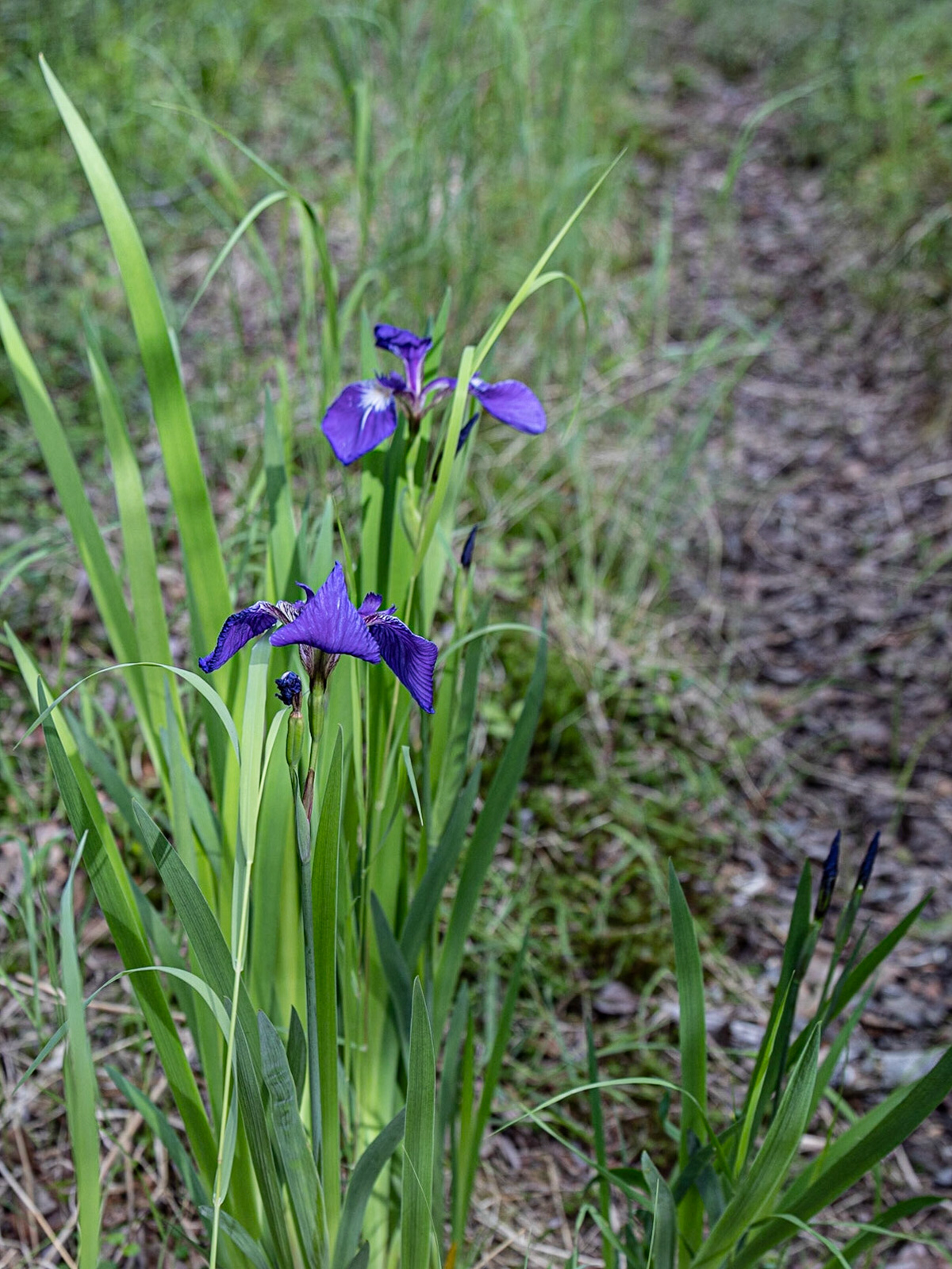 Bowman Mining Camp Trip, Lake Clark, AK