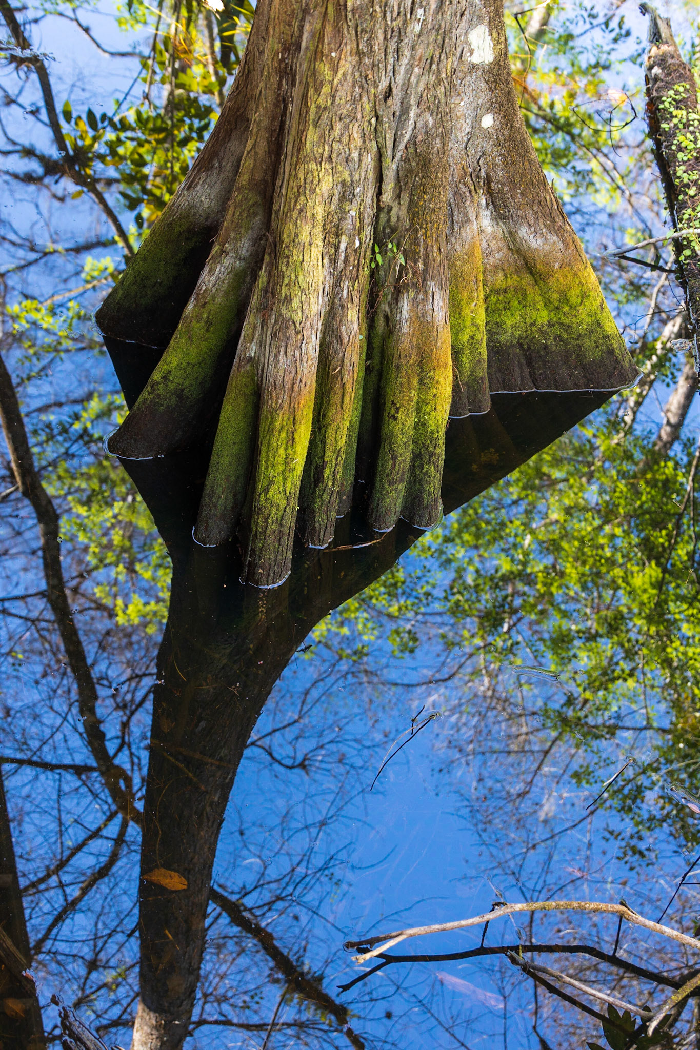 Corkscrew Swamp Sanctuary