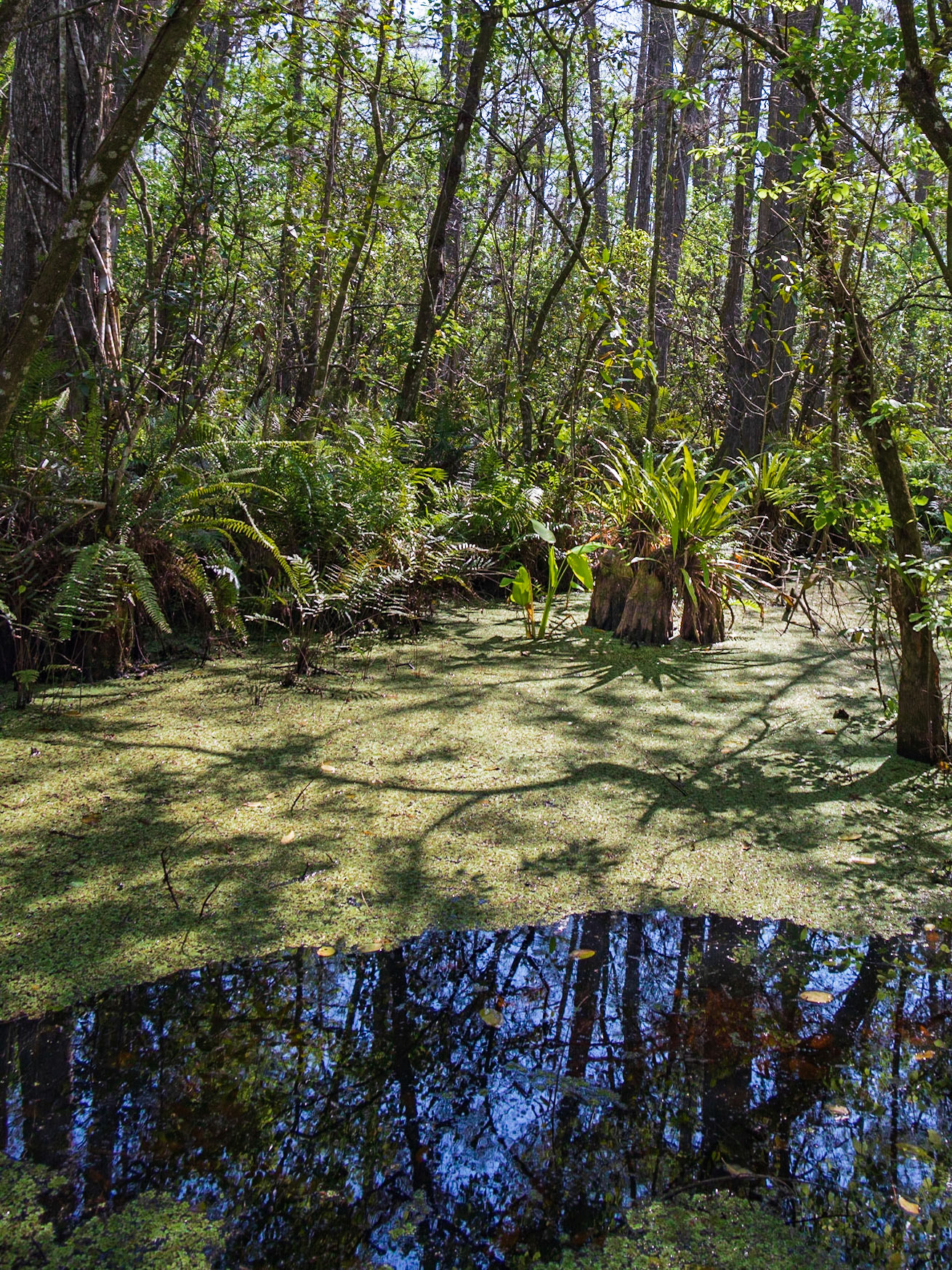Corkscrew Swamp Sanctuary
