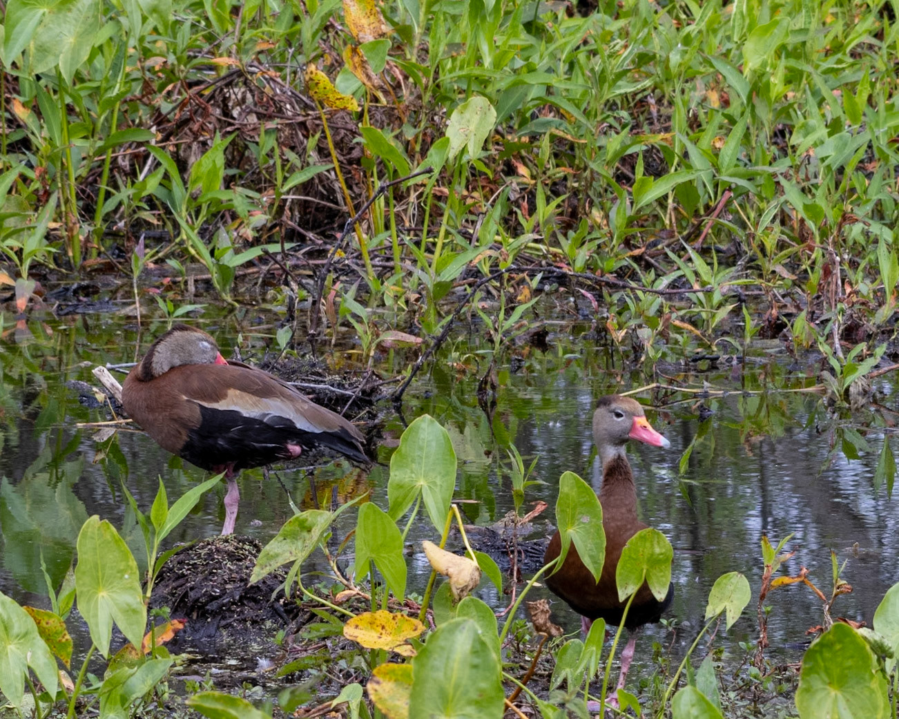 Circle Bar B Preserve, Lakeland FL