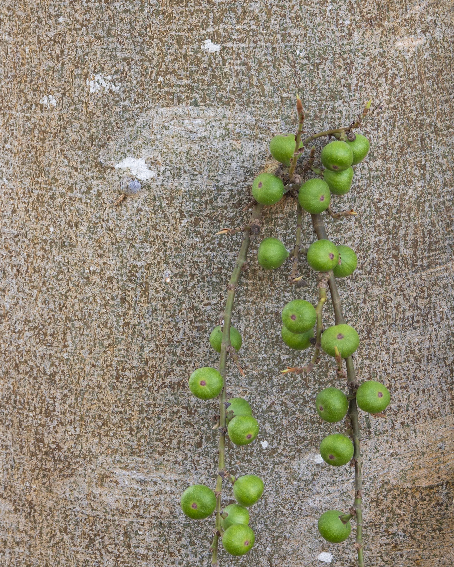Naples Botanical Gardens, Naples FL