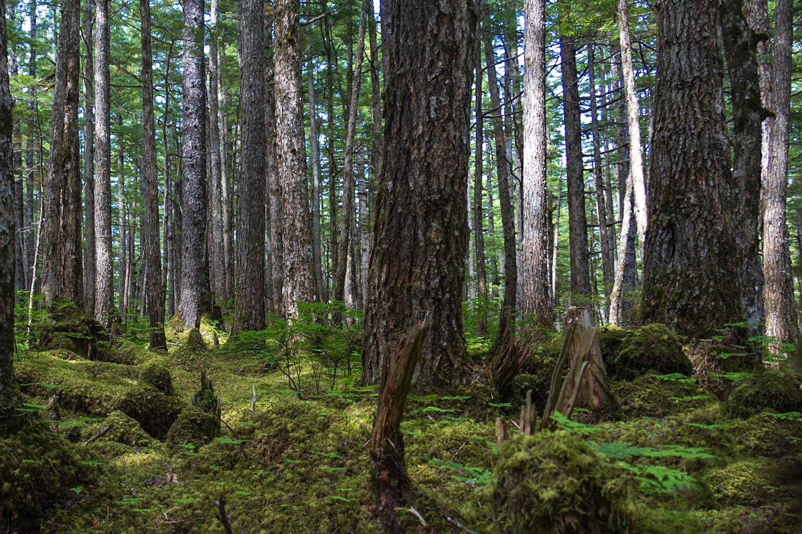 McKinley Lake Trail AK