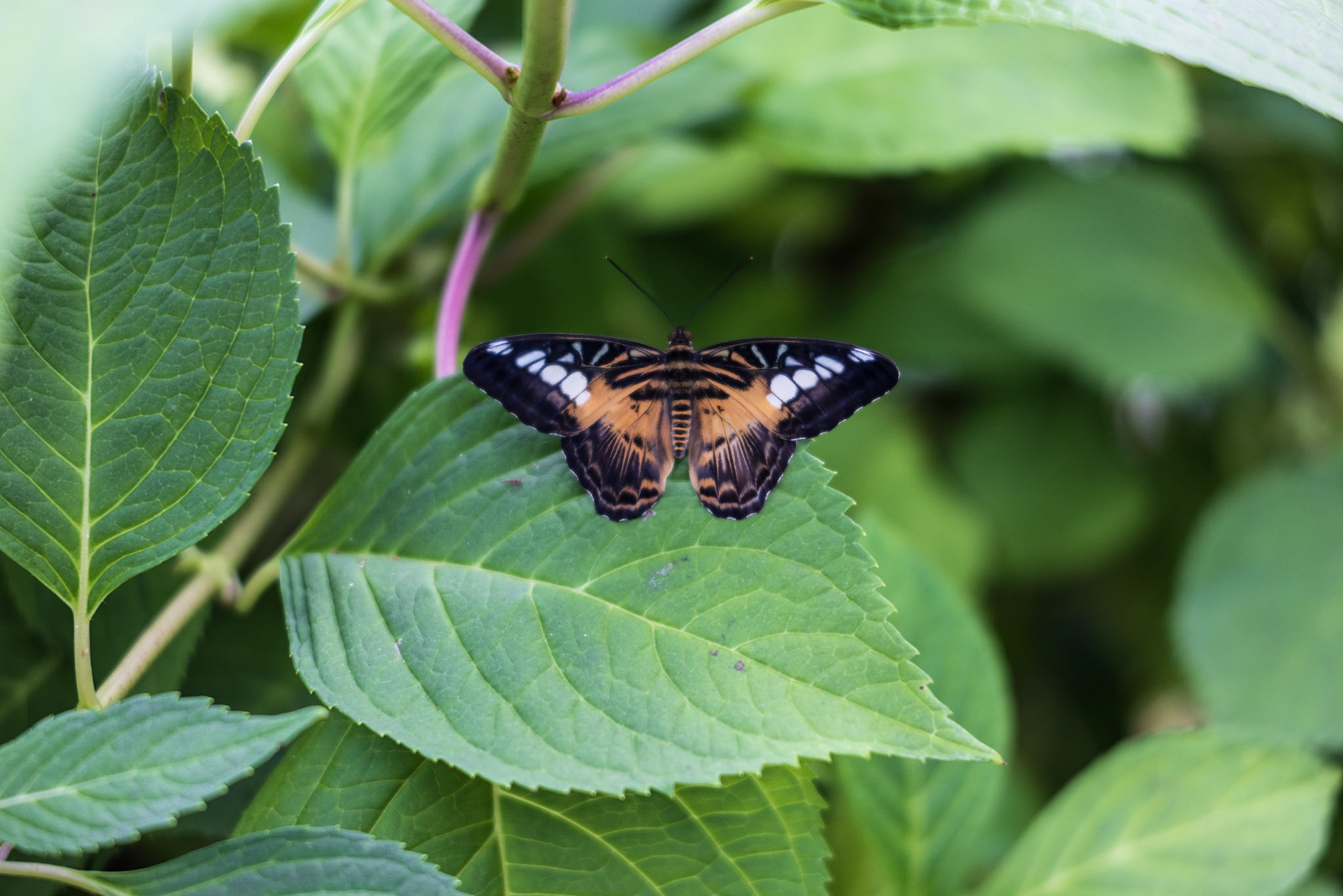 Newfoundland Insectatorium, Reidville, NL