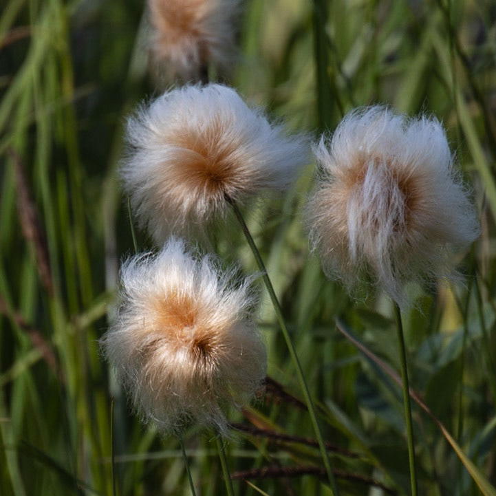 Pipeline Lakes Trail AK