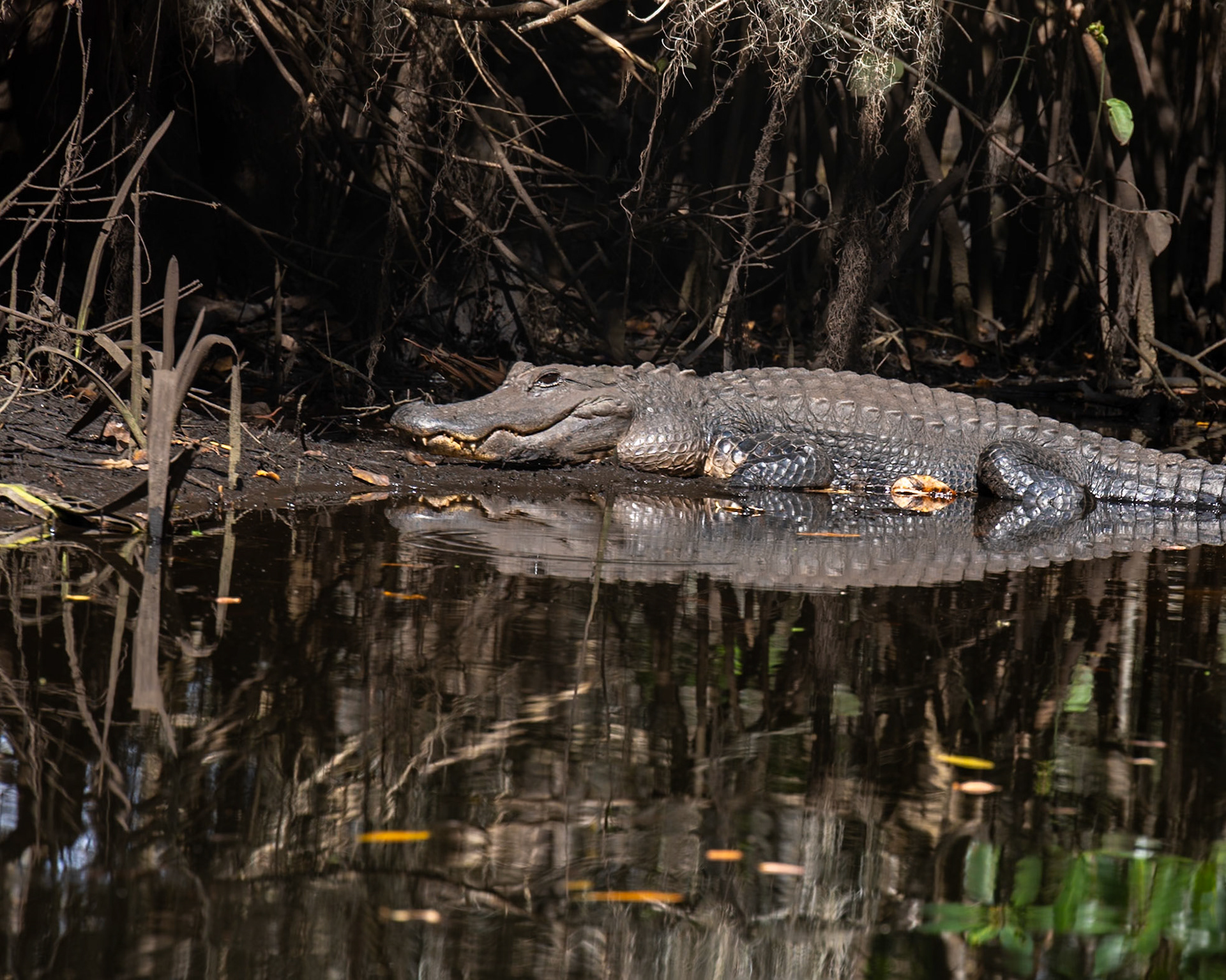 Kitching Creek, Hobe Sound FL