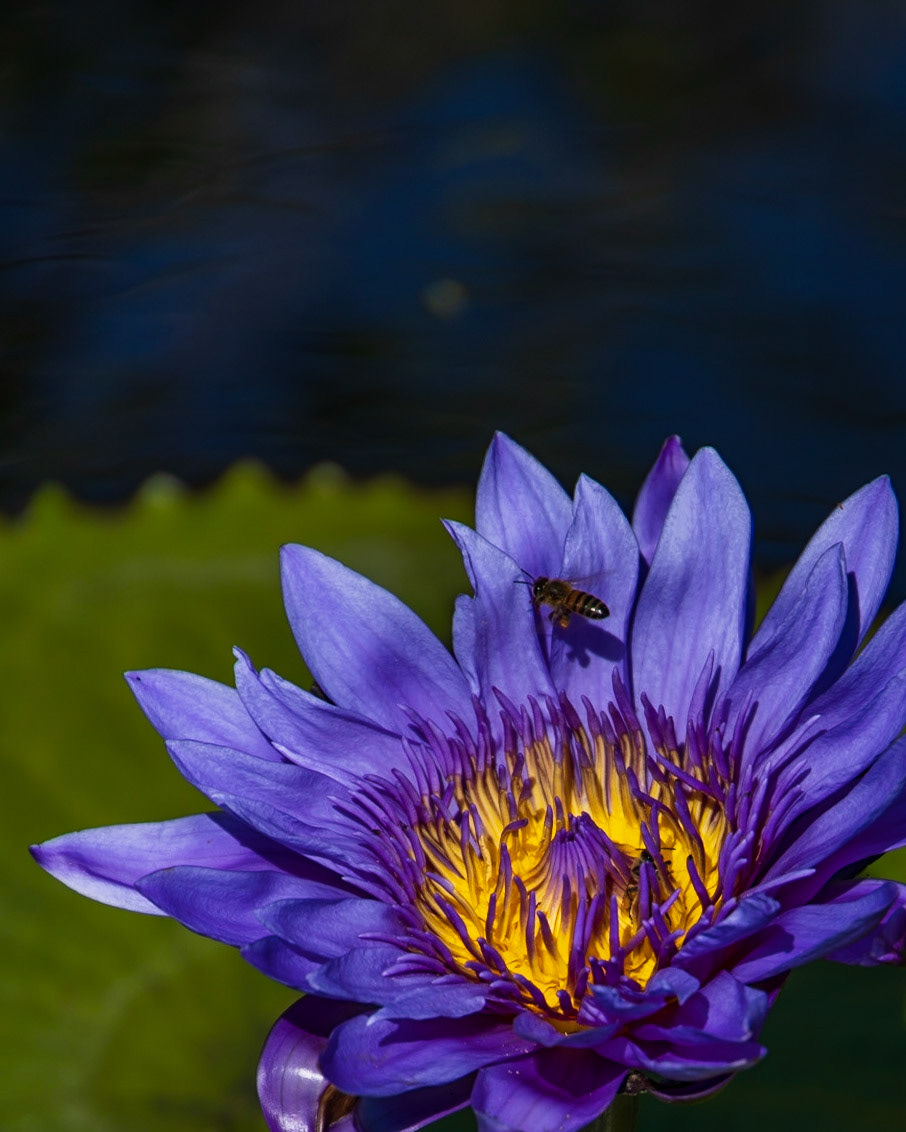 Naples Botanical Garden, FL