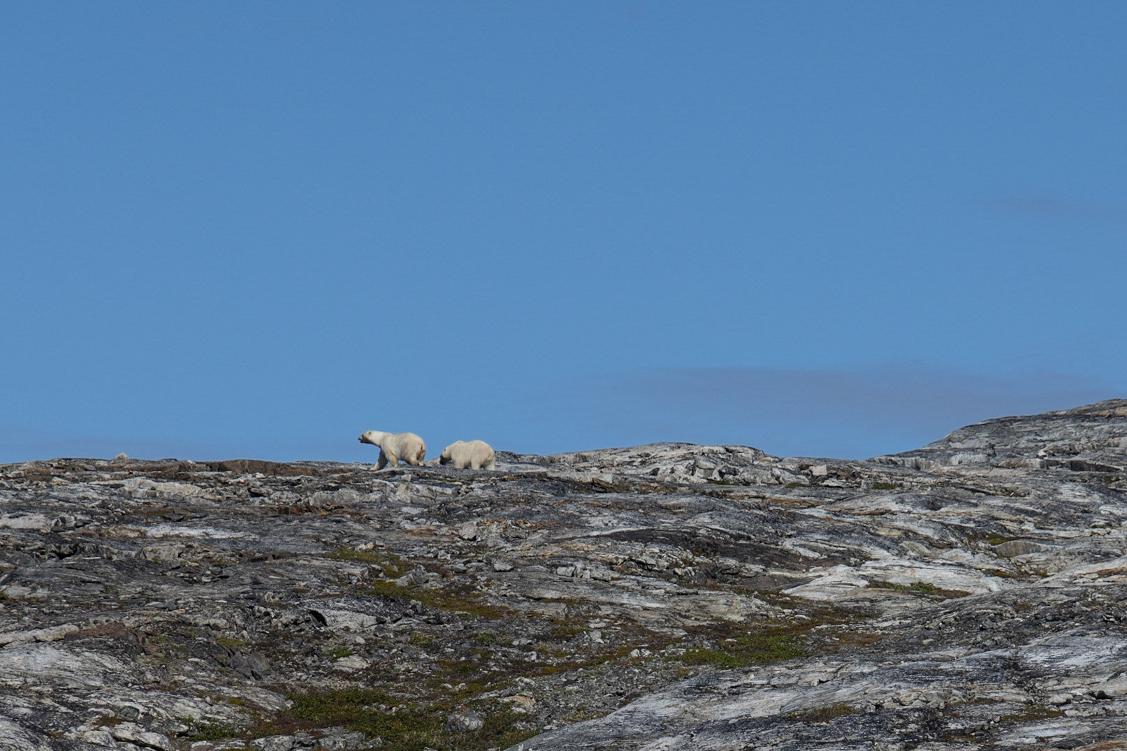 Dog Island, Torngats, NL
