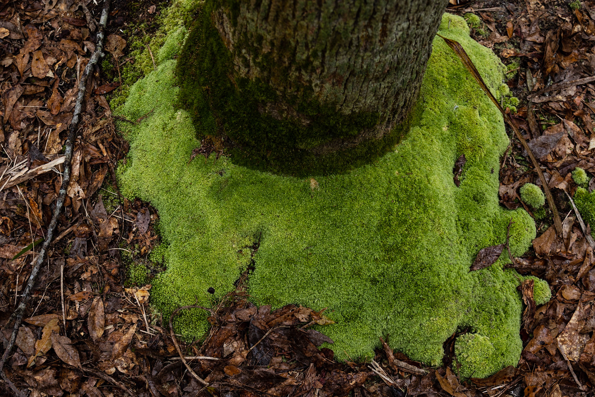 Aucilla River, Goose Pasture Road, FL