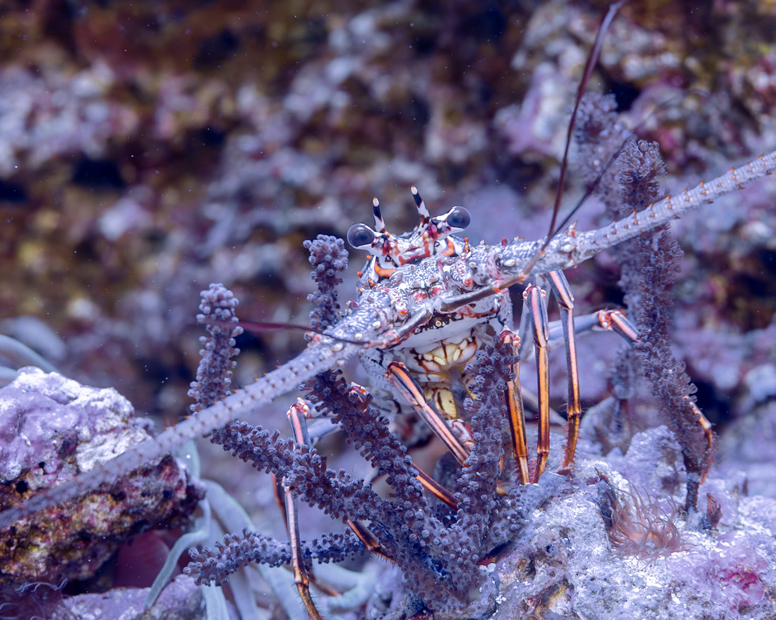 Marine Science Center, Ponce  Inlet FL