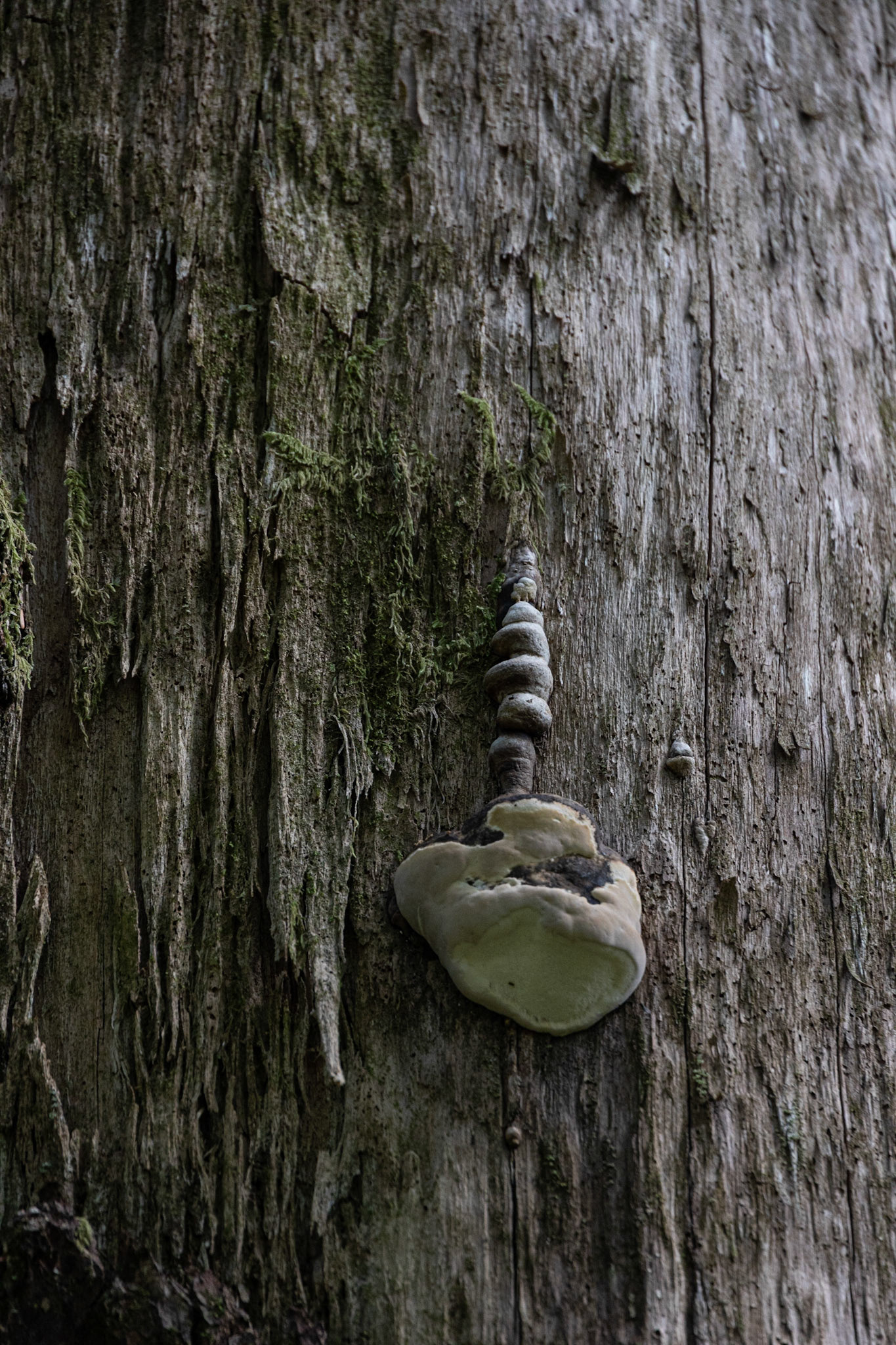 McKinley Lake Trail AK