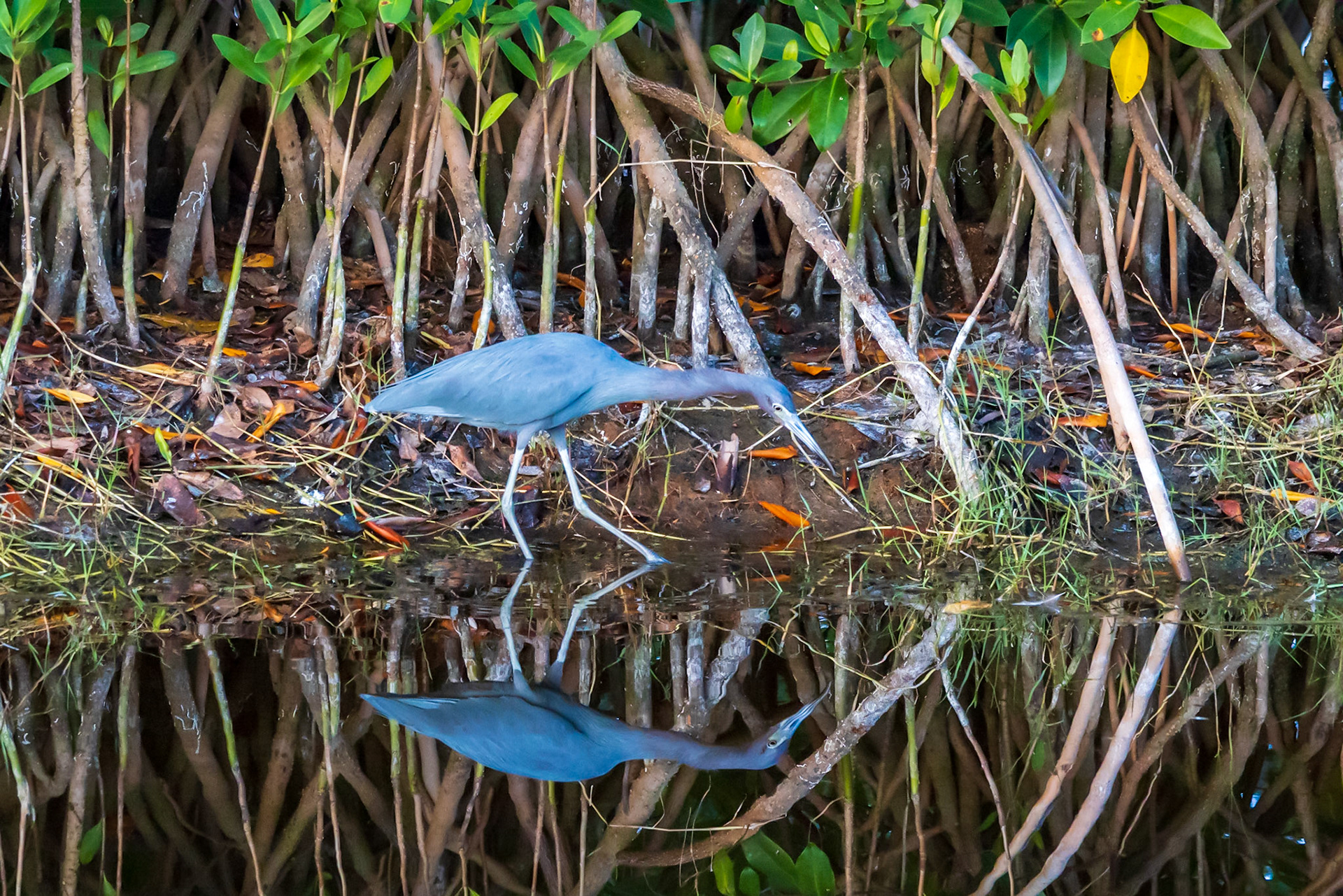 10,000 Islands Marsh Walk, FL