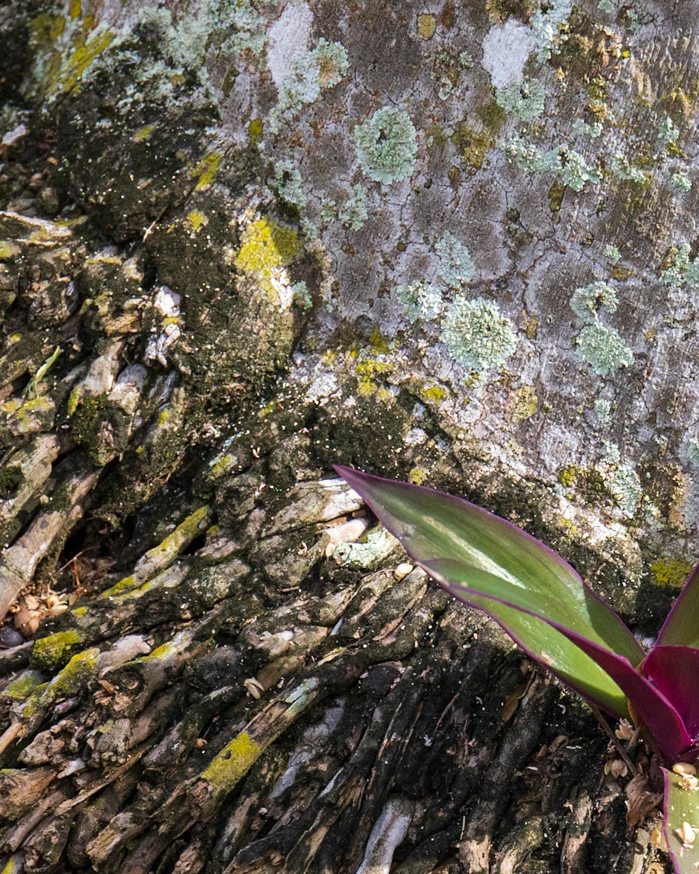 The Kampong, Coral Gables FL