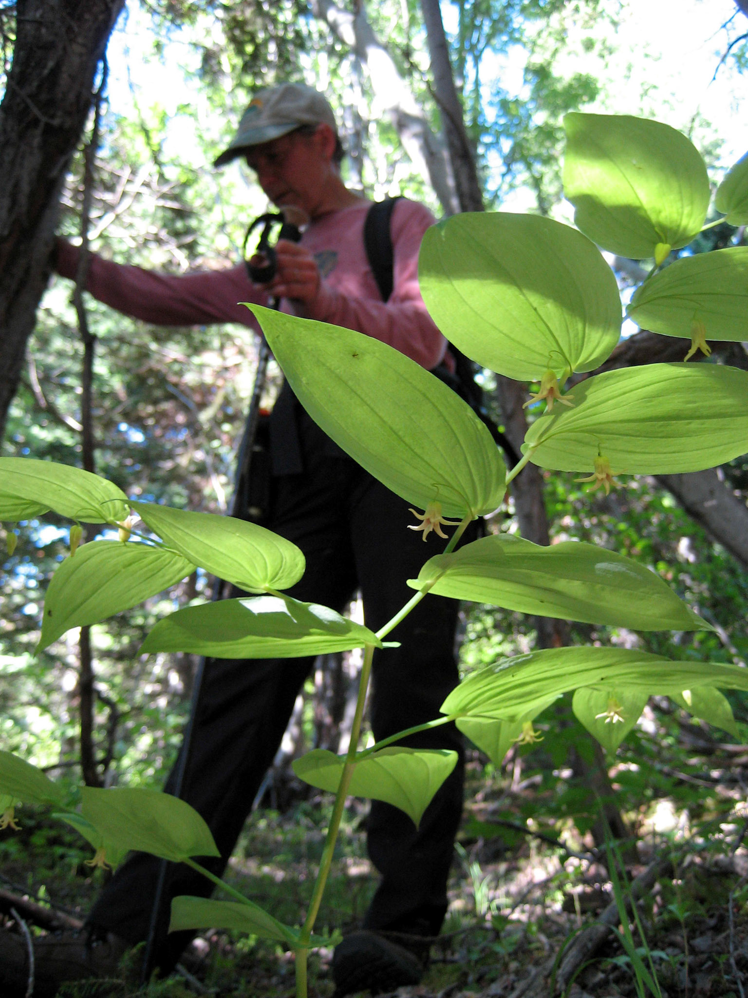 Glenora Mountain BC CA