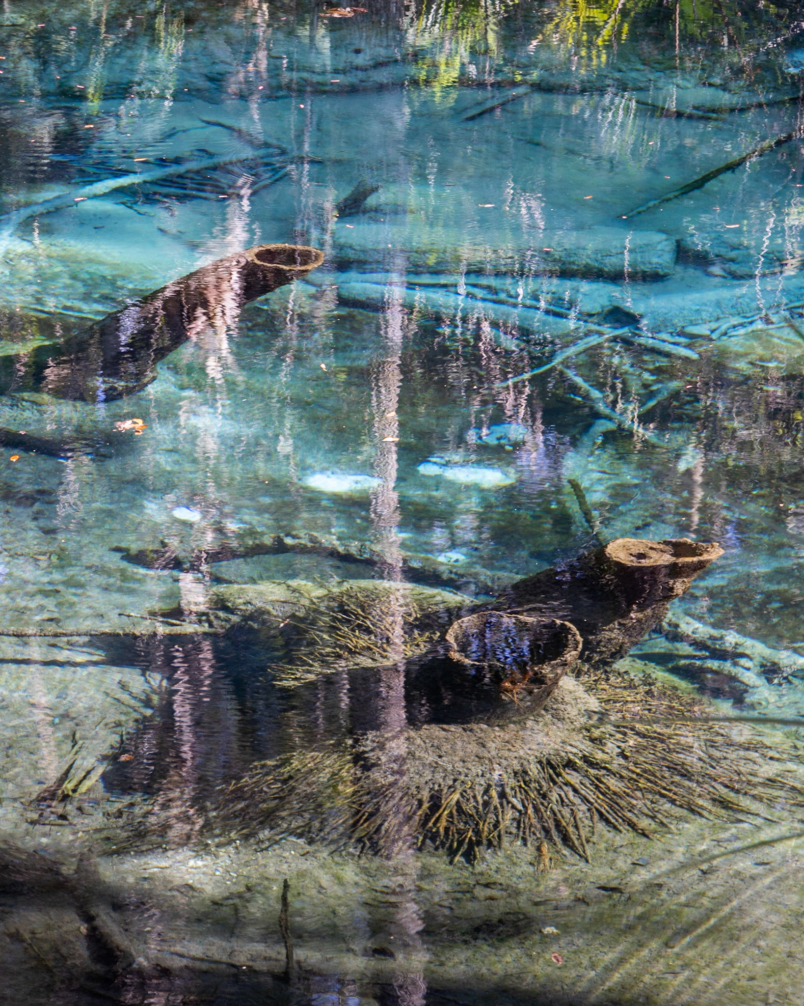 Fern Hammock Spring, FL
