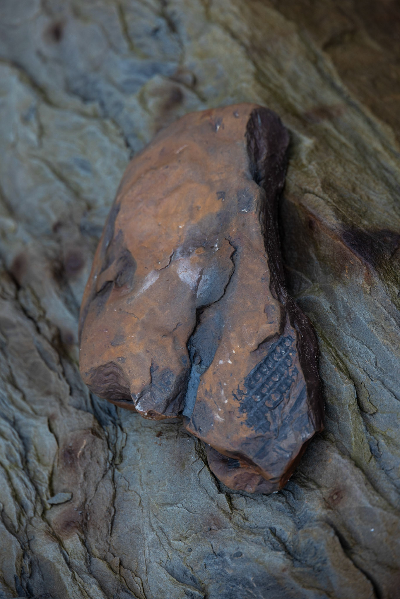Joggins Fossil Cliffs,