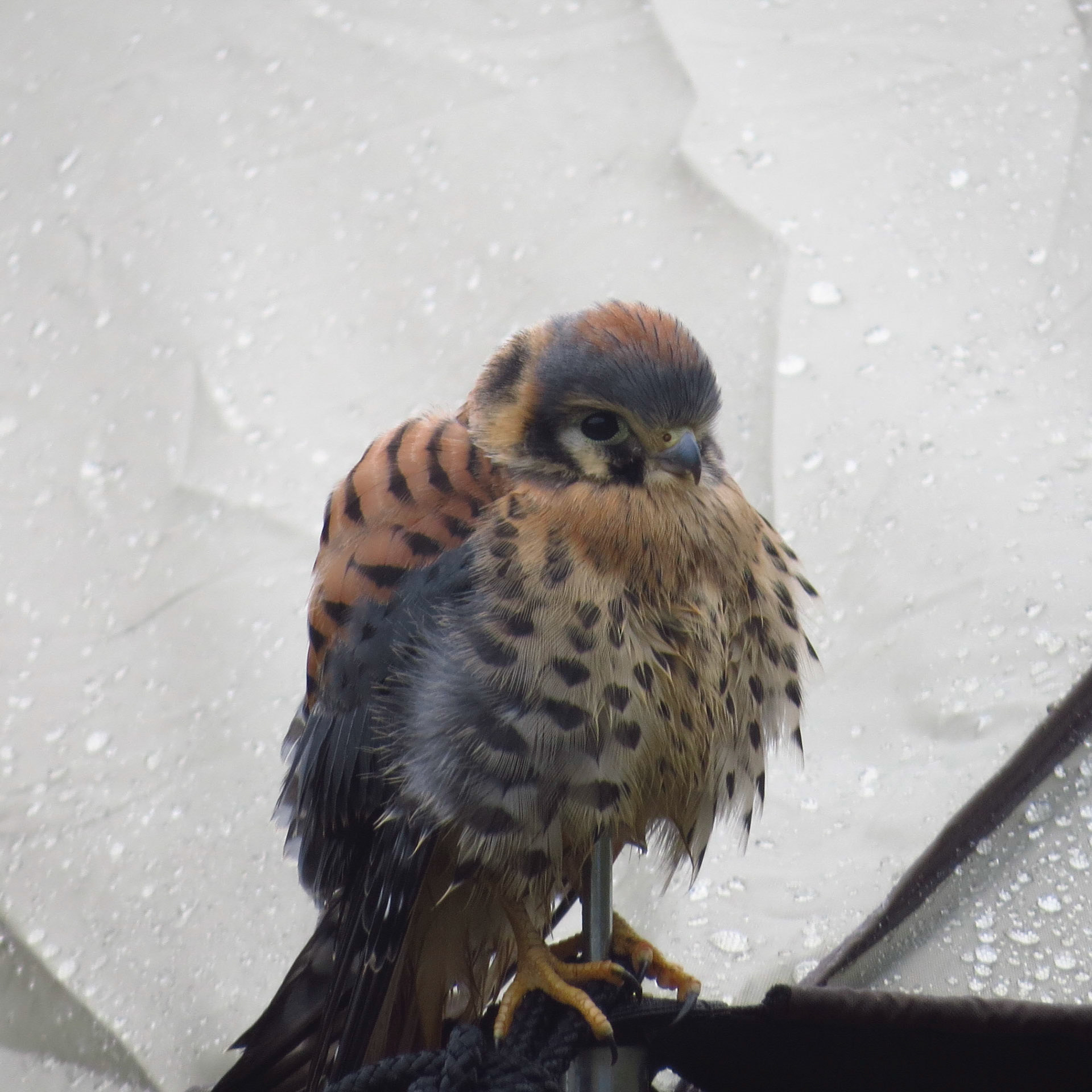 Hyland Ranch, Telegraph Creek BC CA