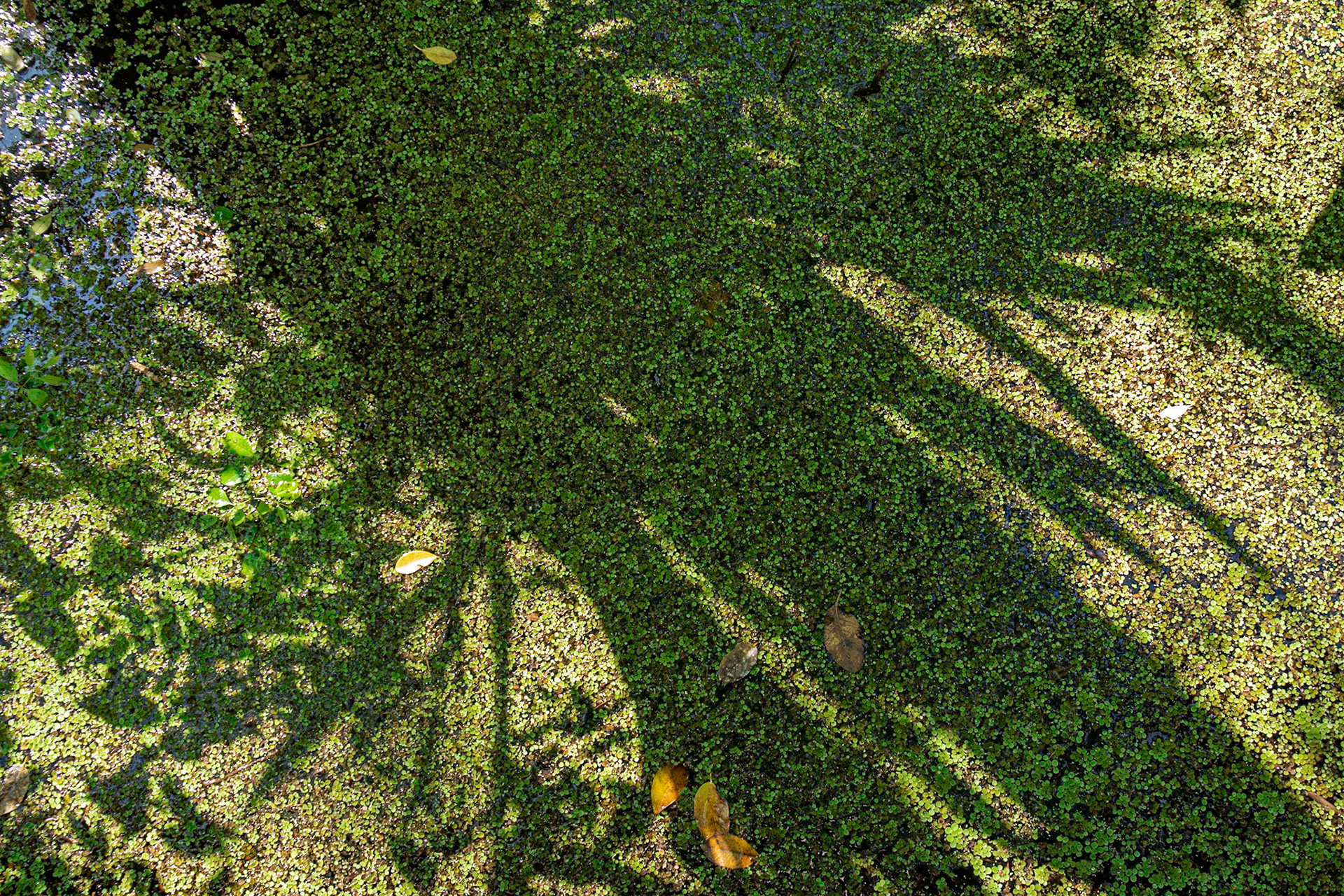 Corkscrew Swamp Sanctuary