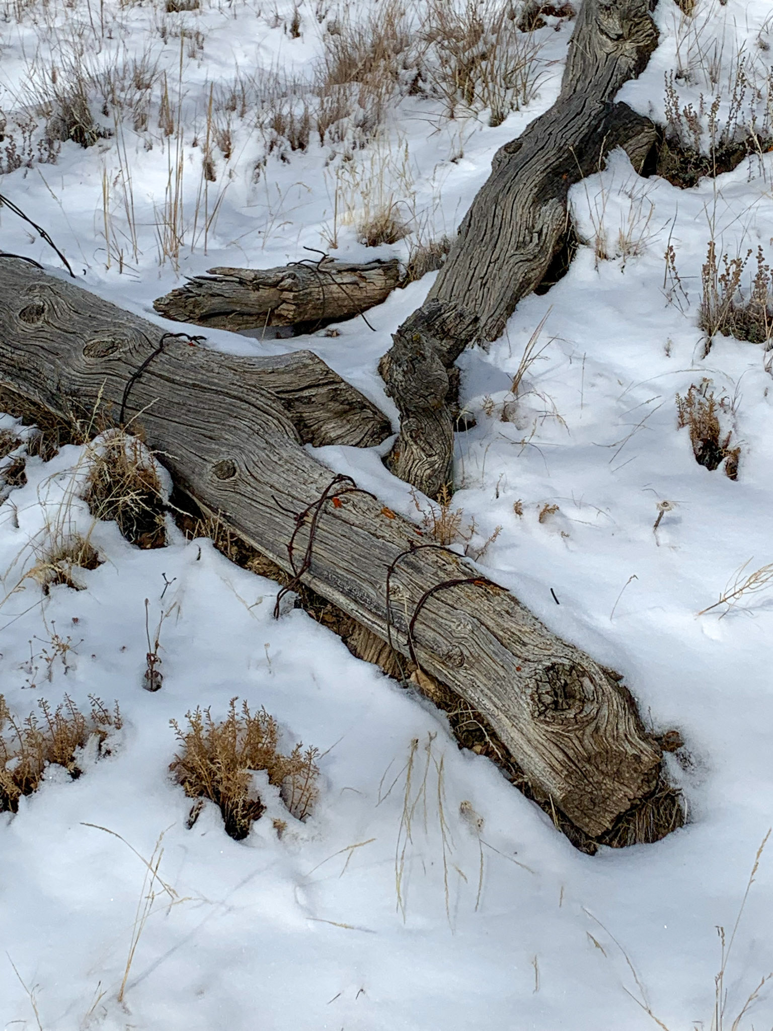 Whiskey Mountain Trail, Dubois WY