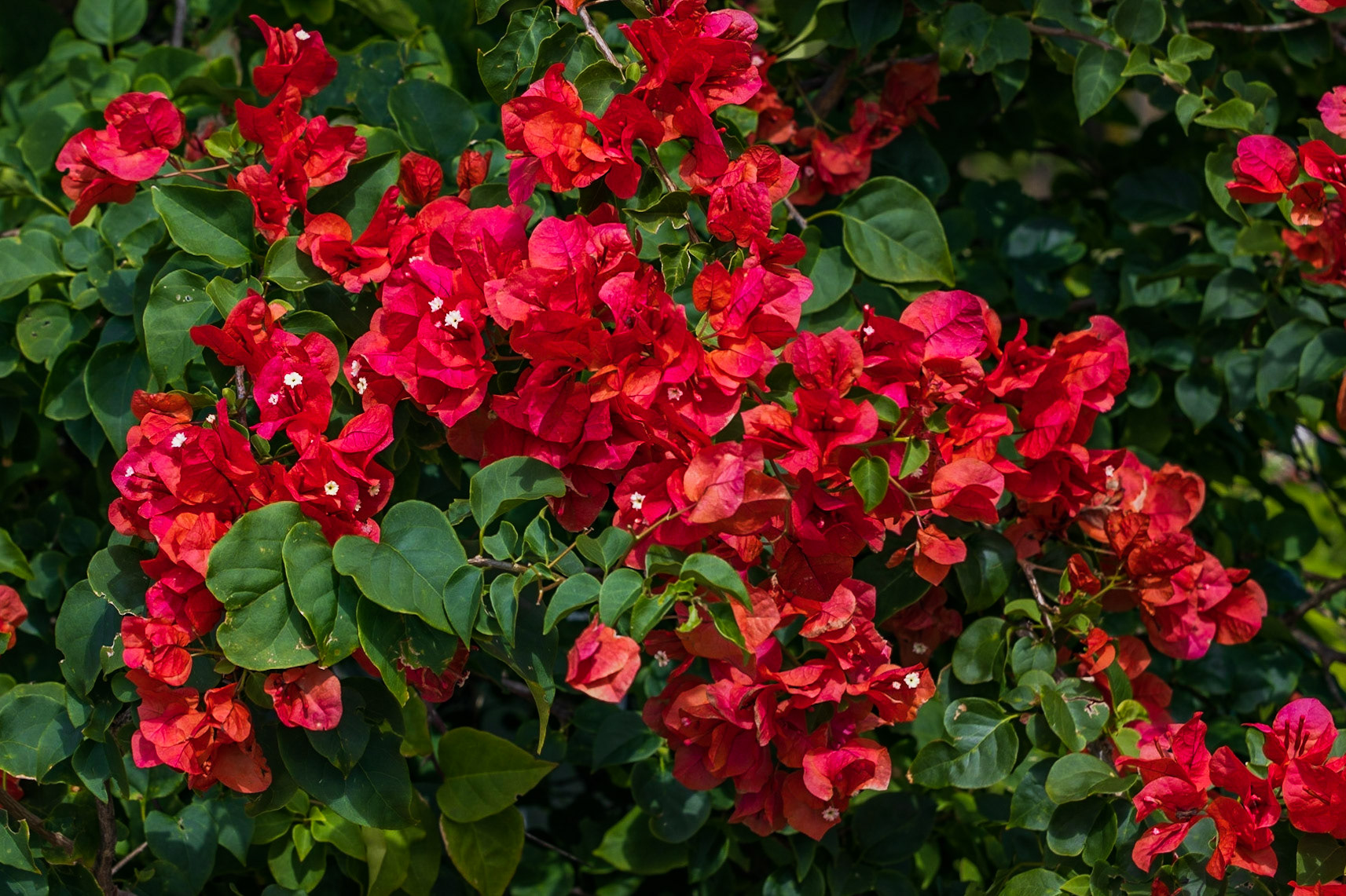 Punta Gorda Botanical Garden, FL