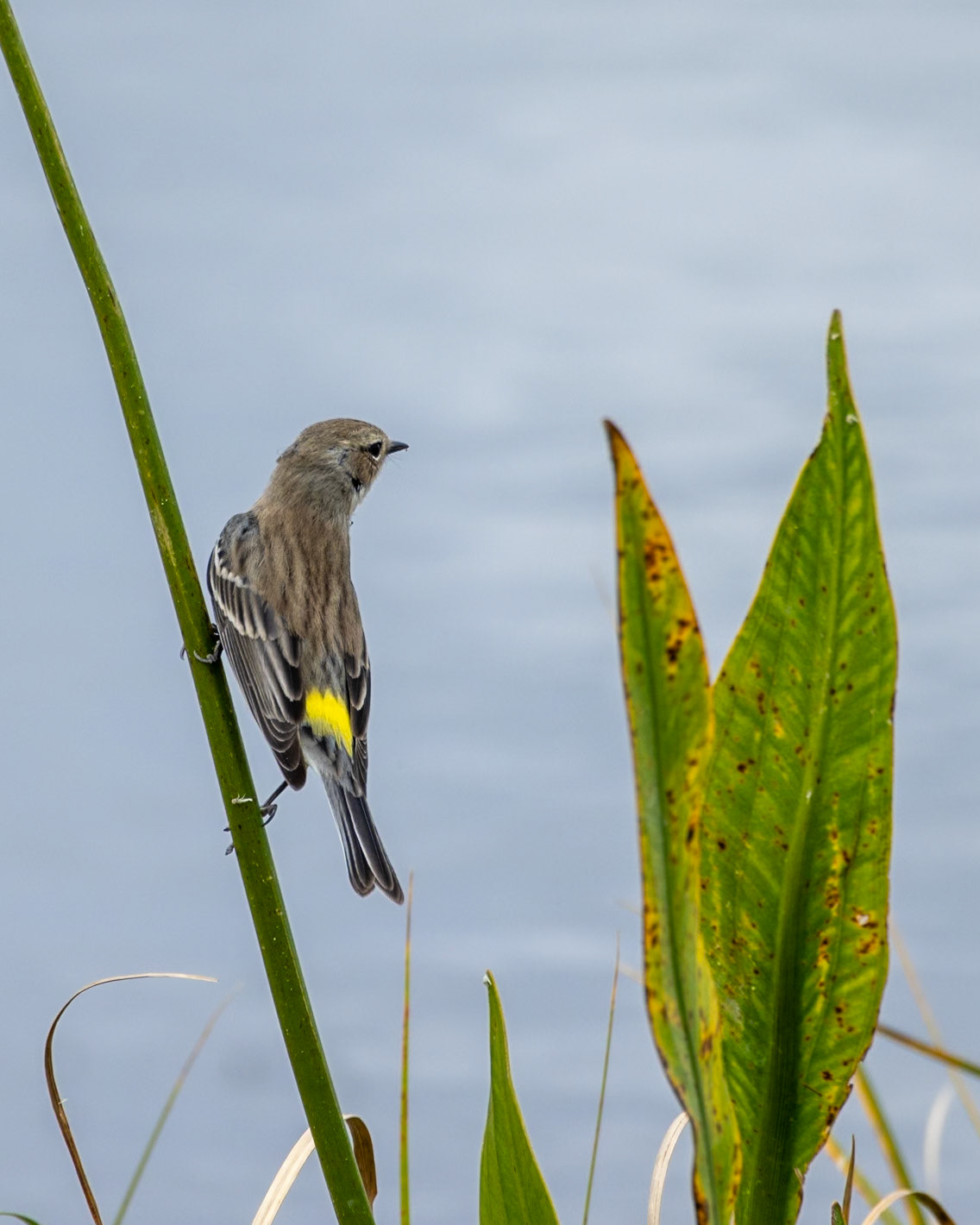 Emeralda Marsh Leesburg FL