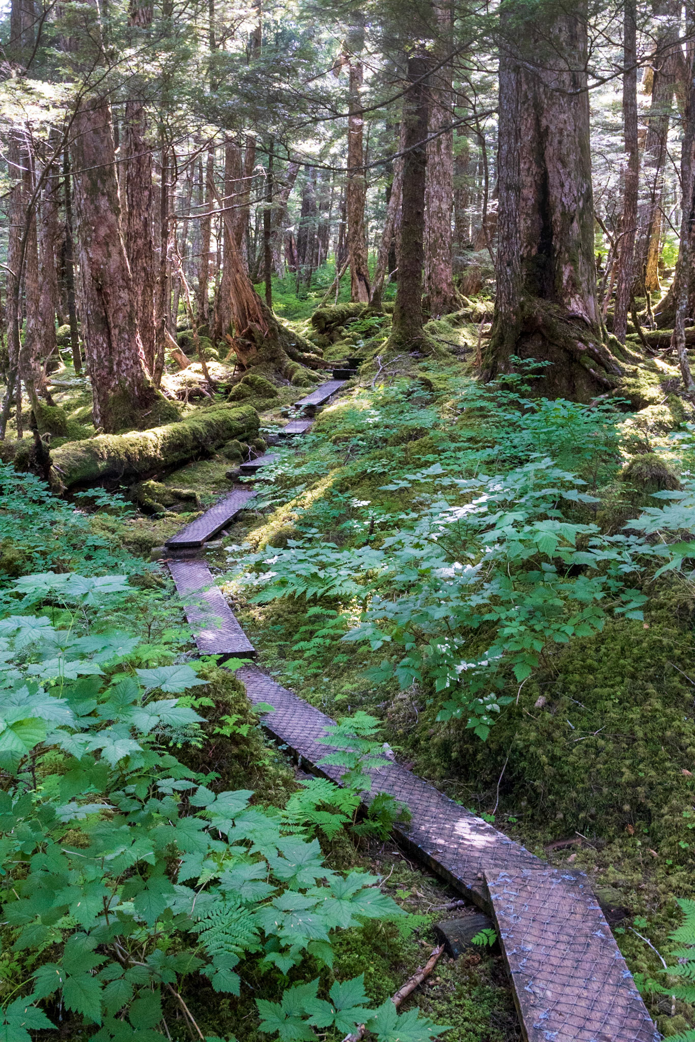McKinley Lake Trail AK
