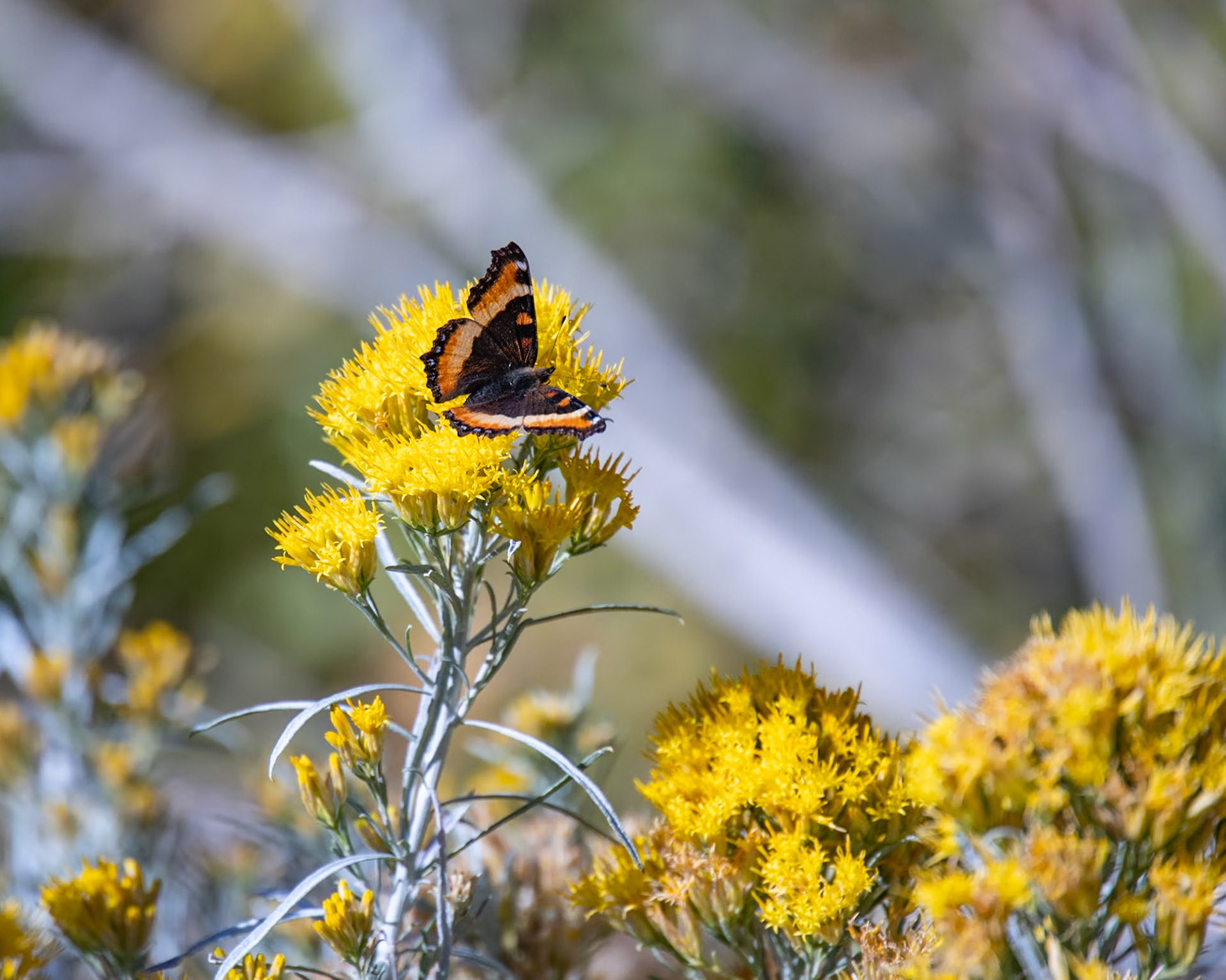 June Lake Loop, June Lake CA