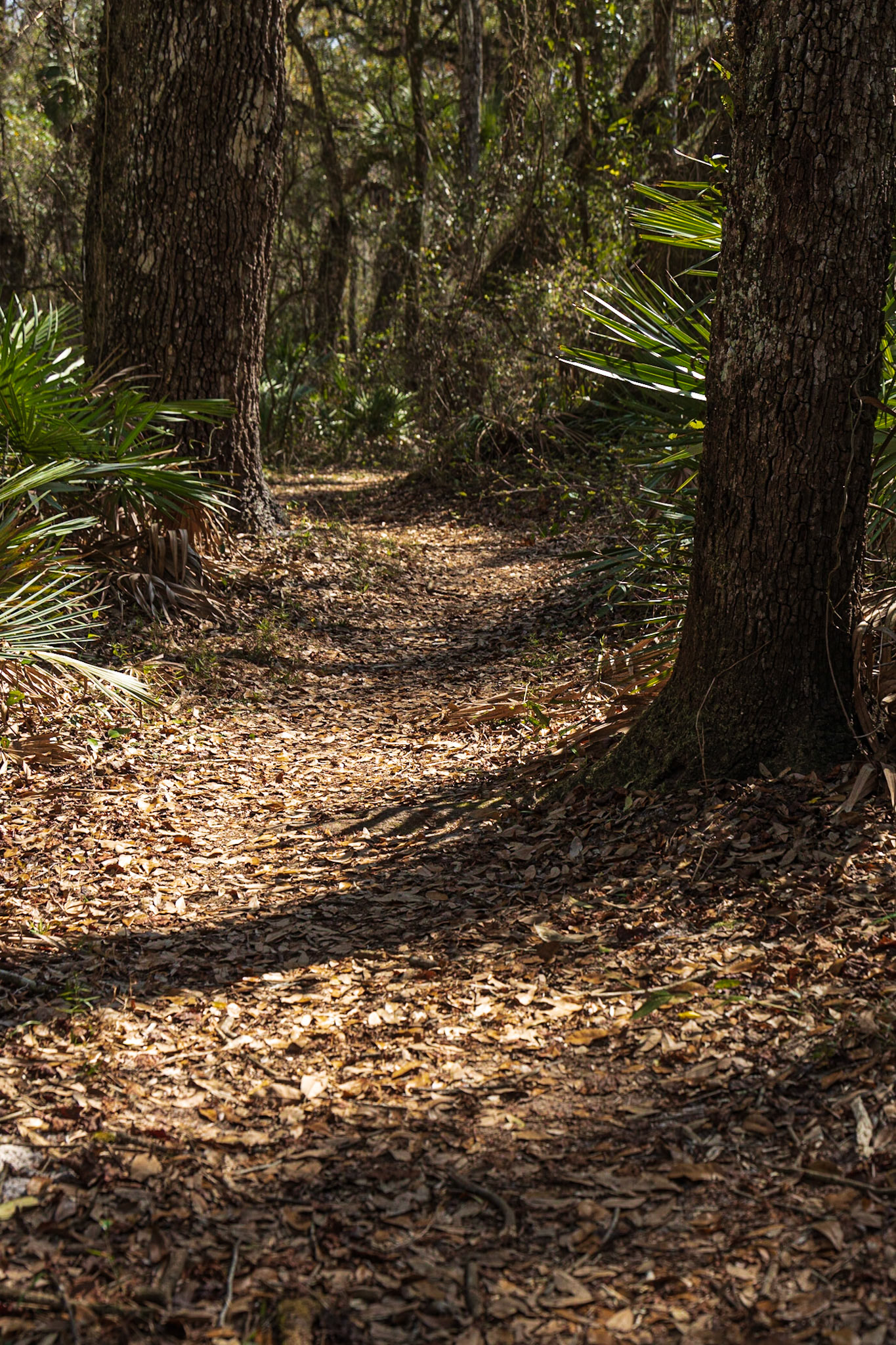 Withlacooche River Park