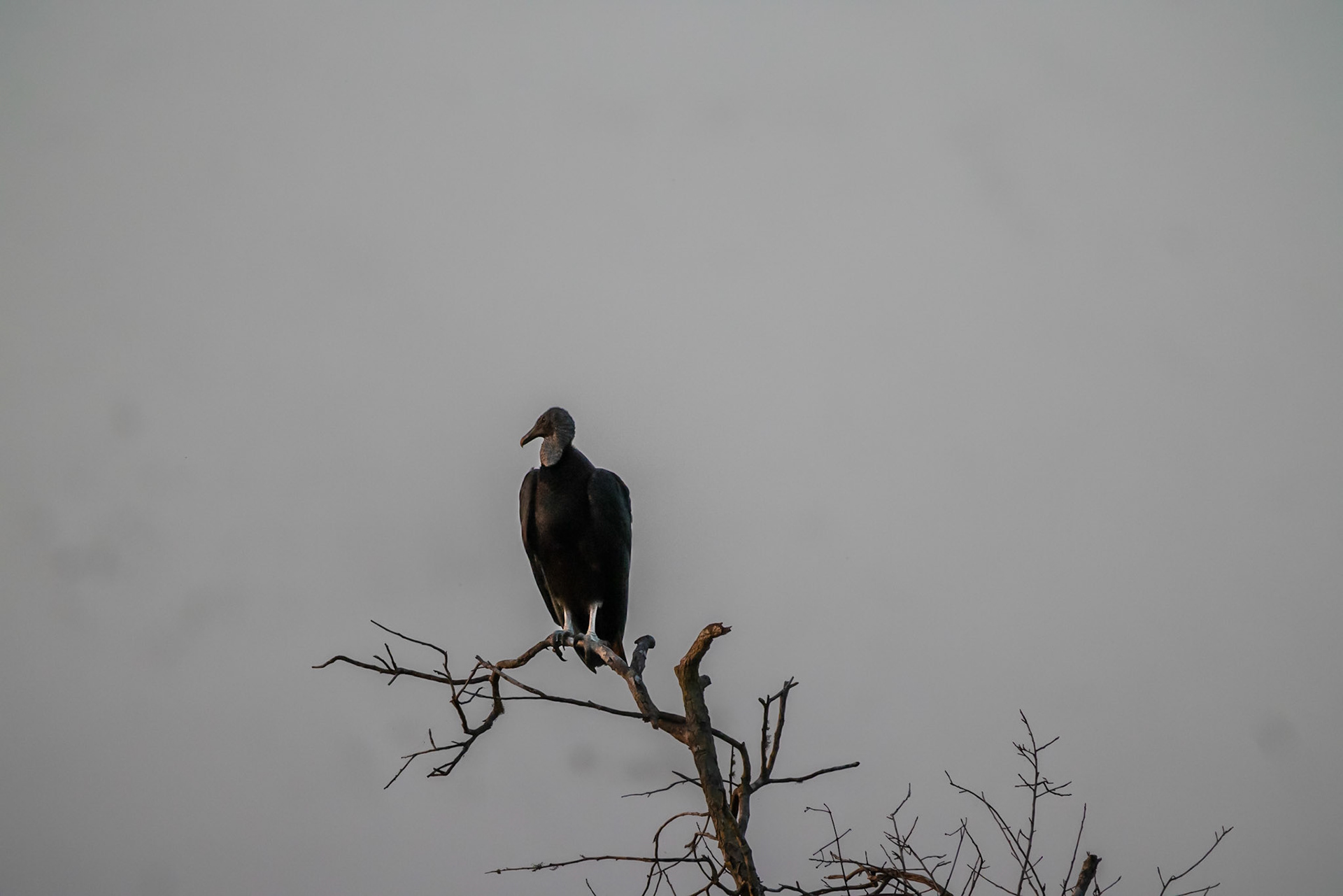 10,000 Islands Marsh Walk, FL