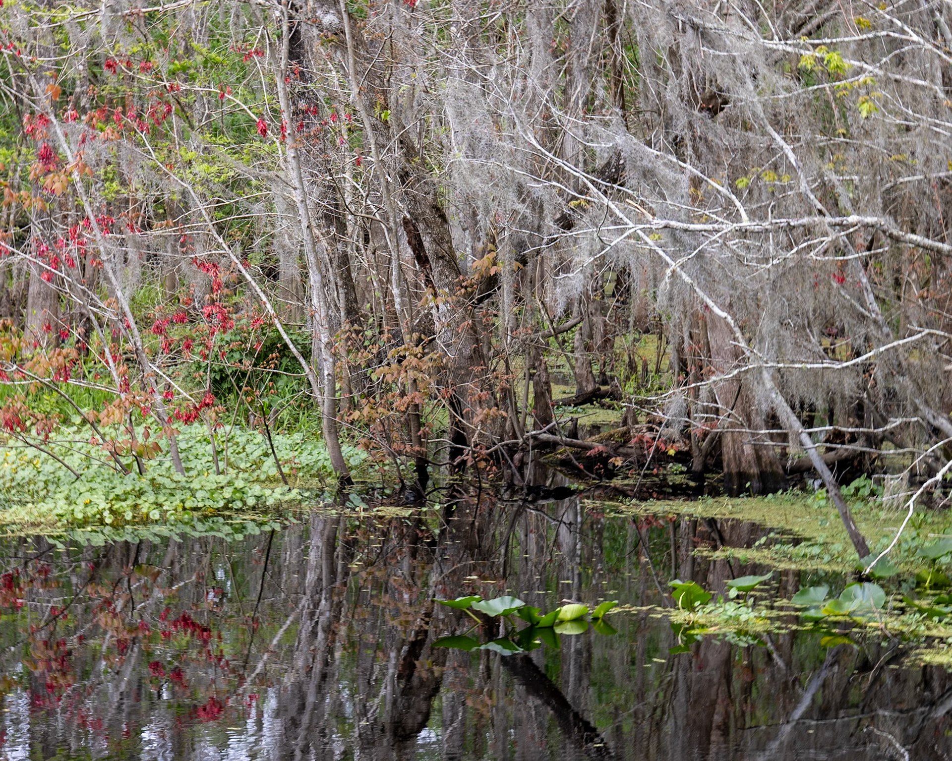 St Francis Trail, Deland FL