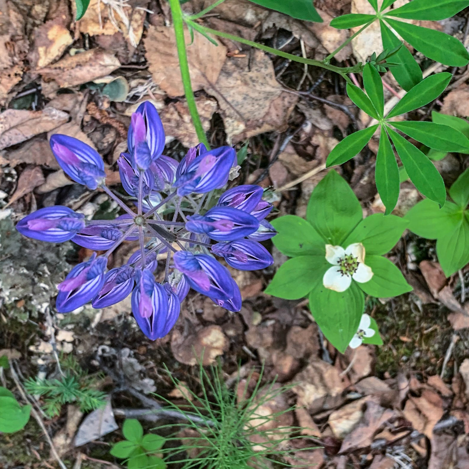 Tanalian Falls Hike, AK