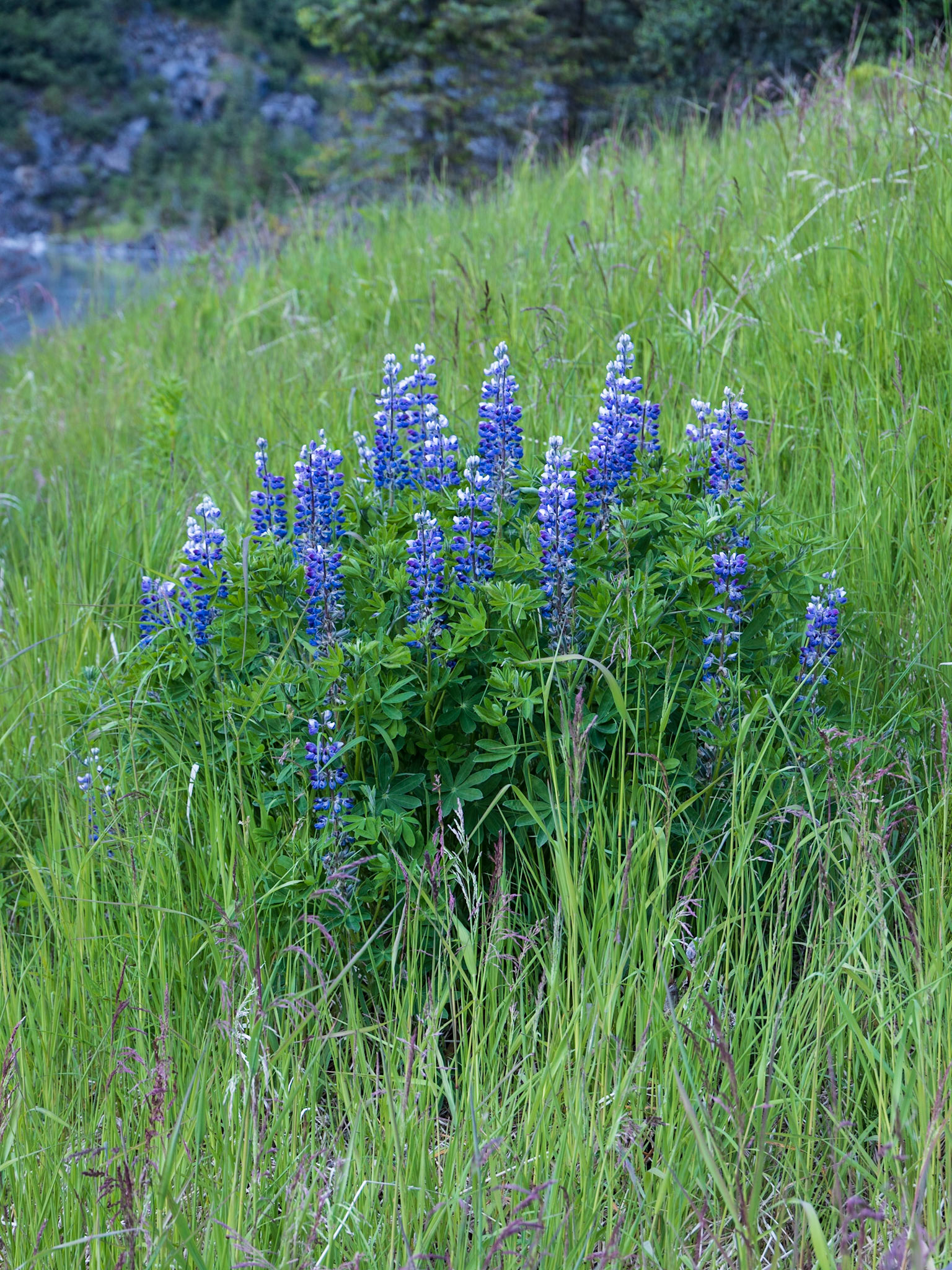Sheridan Lake Trail AK