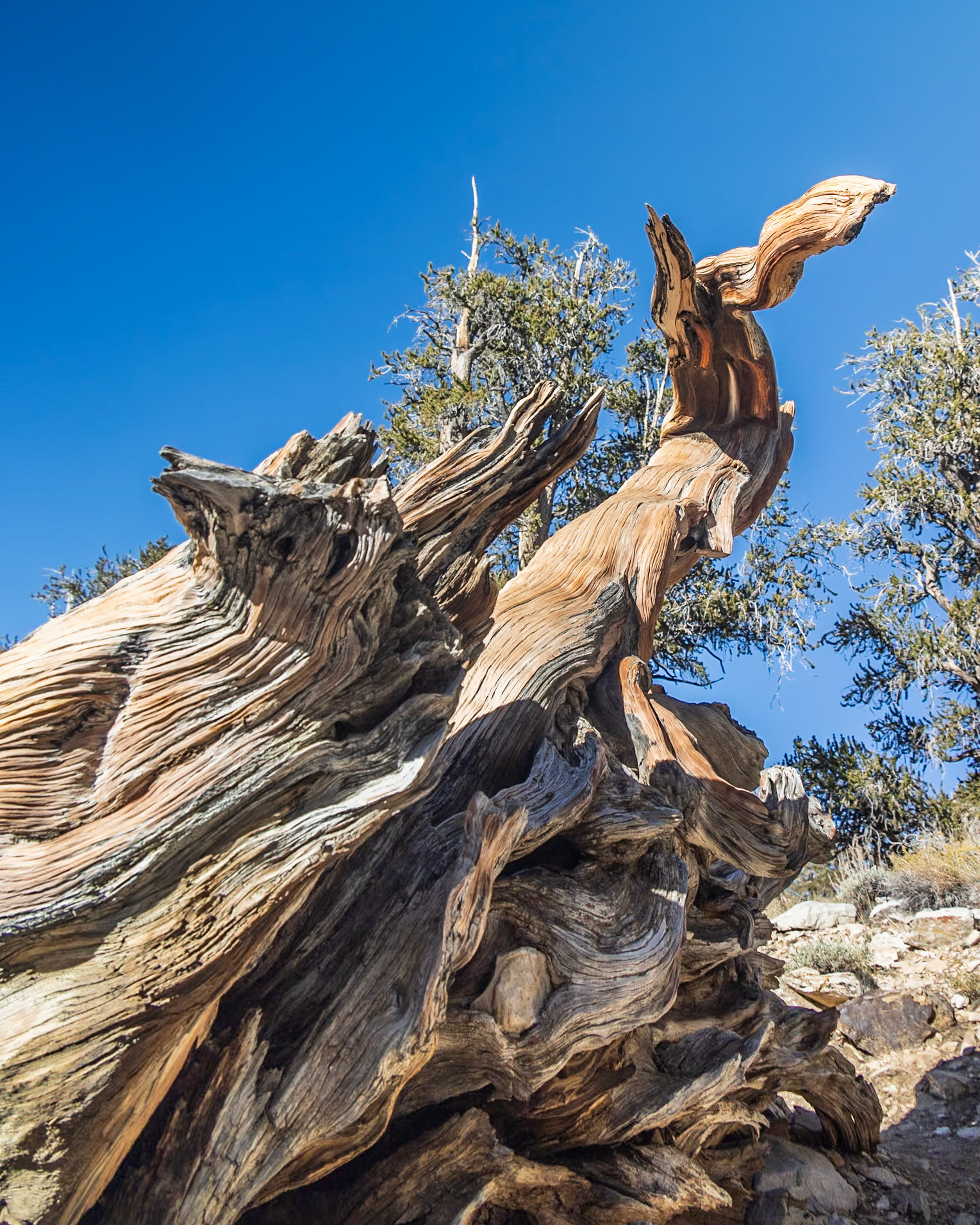 Methuselah Grove, White Mountains, Inyo CA