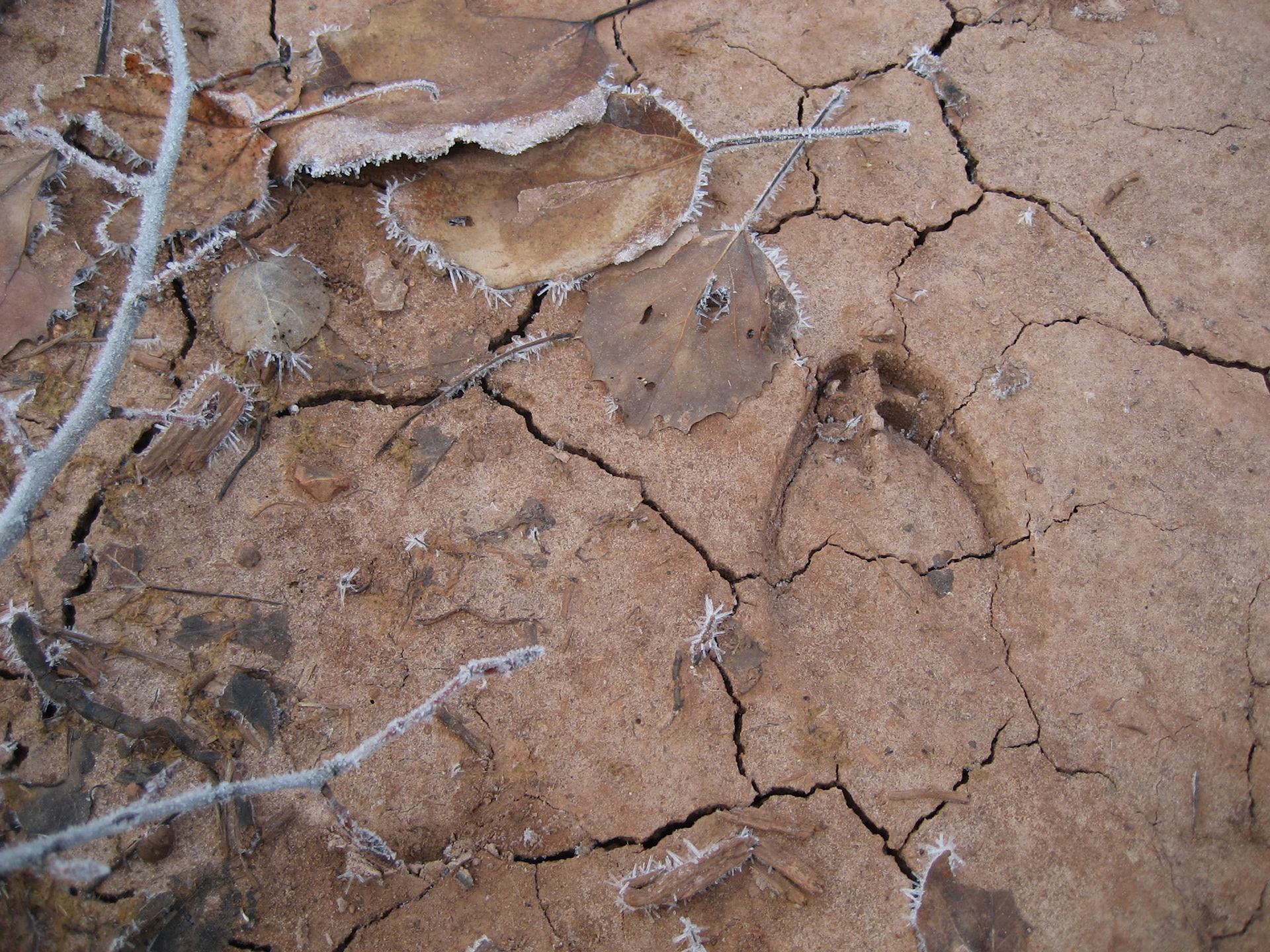 Back 40, Ottawa NF MI