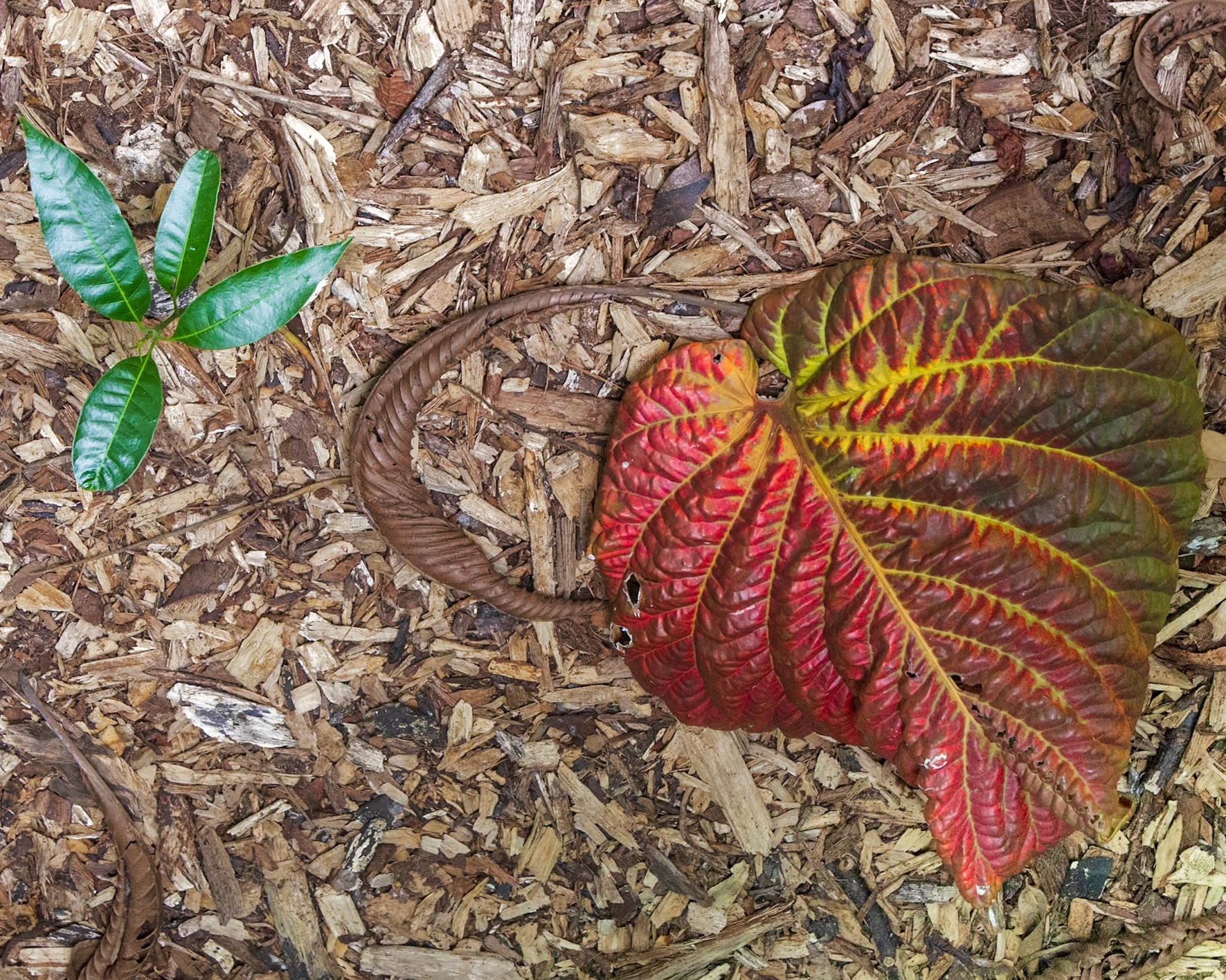 The Kampong, Coral Gables FL