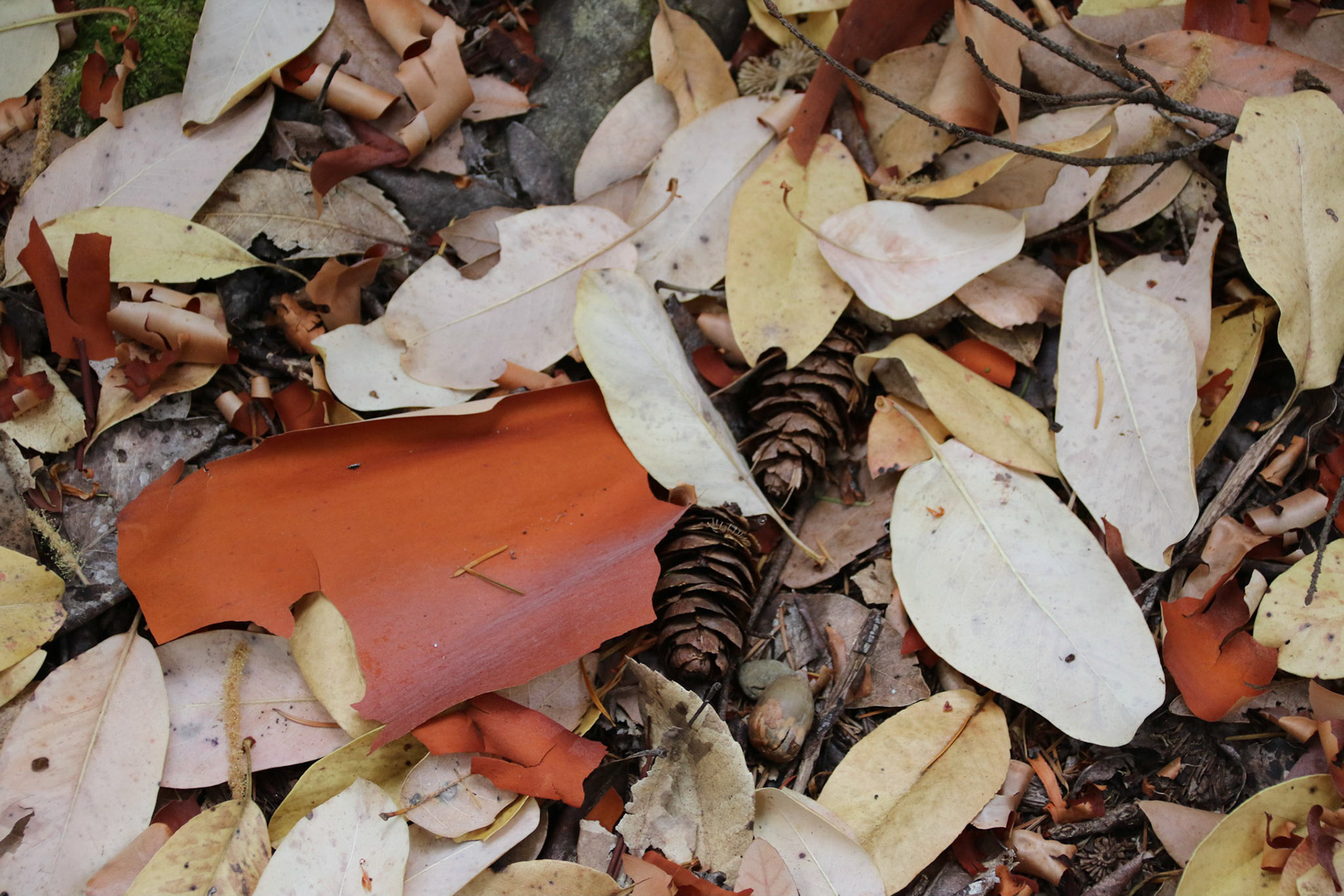 Grassy Flat CG, Gasquet CA