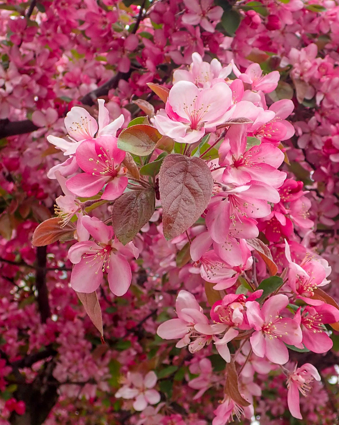 University Cirlcle, Cleveland OH