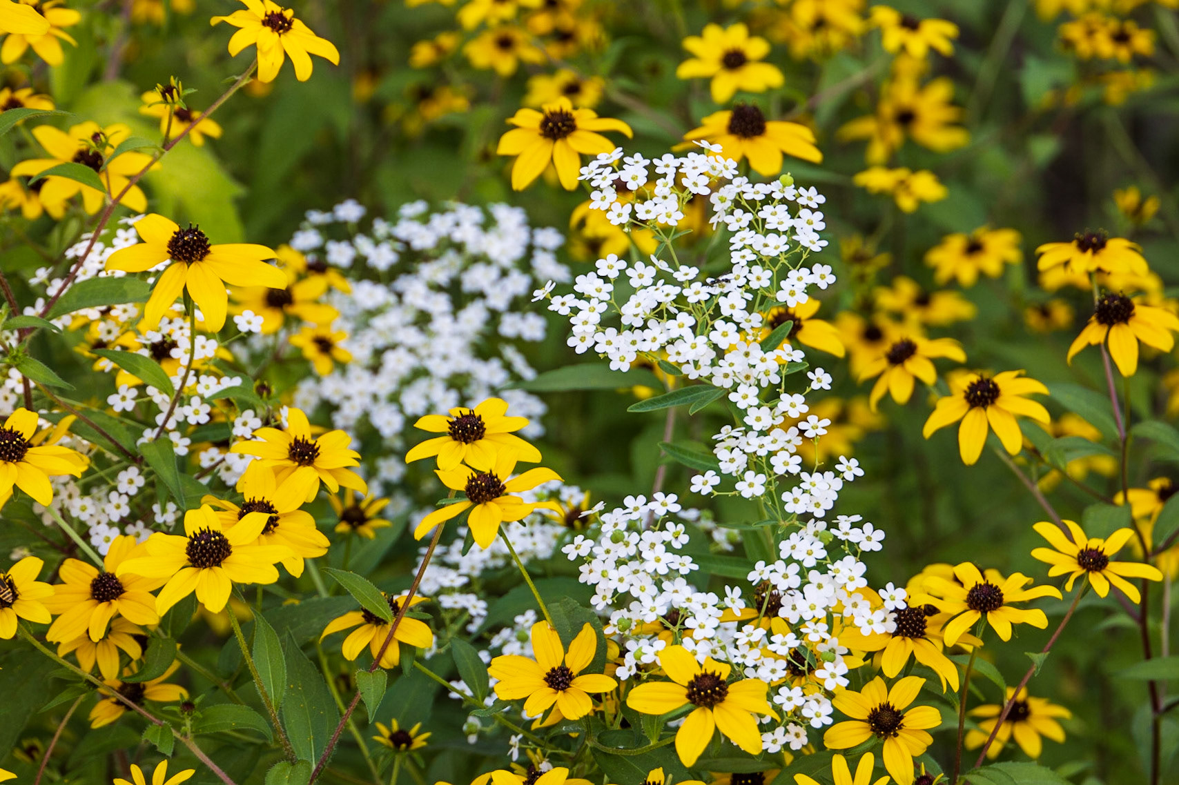 Taughanock Falls, NY