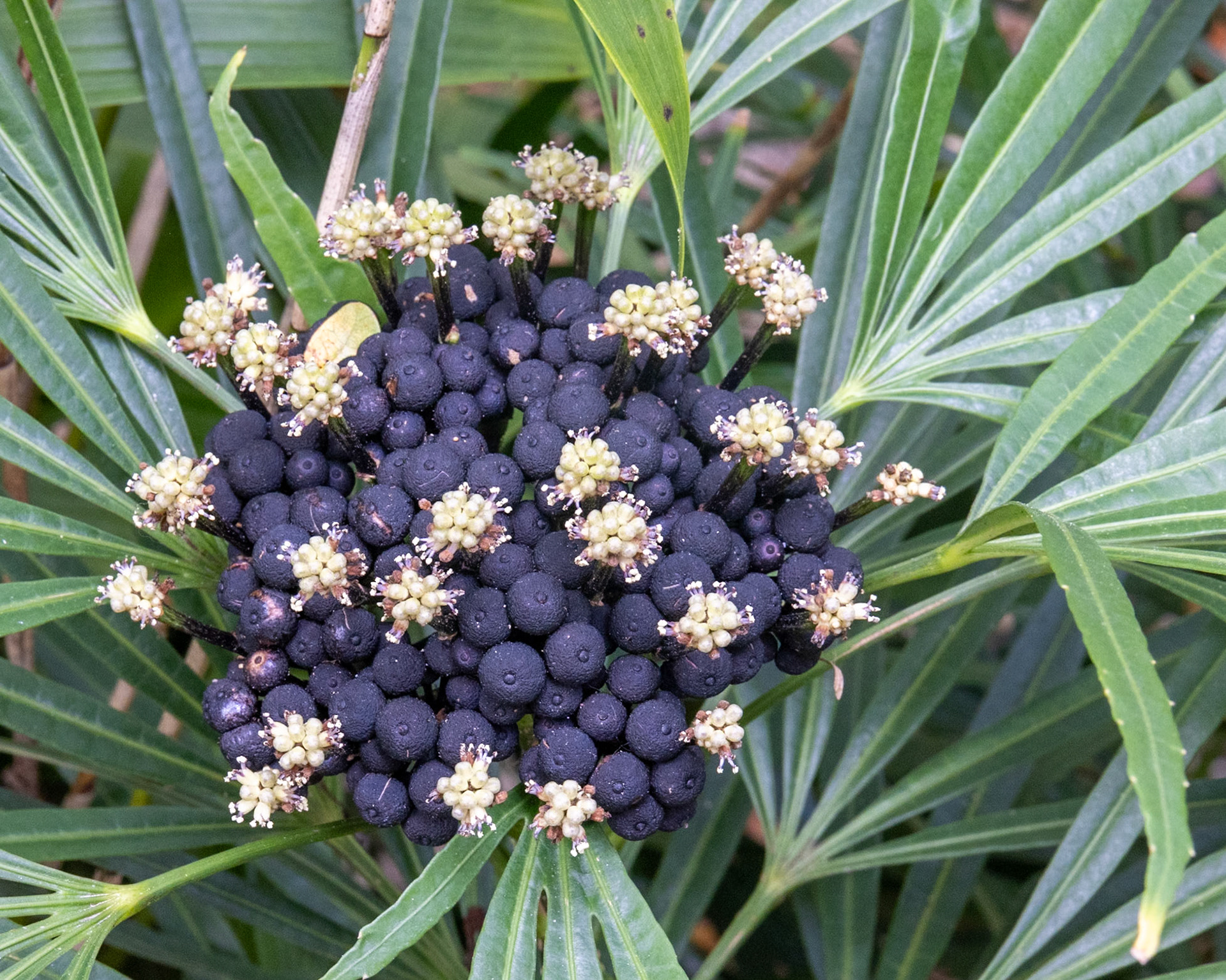 Naples Botanical Gardens, Naples FL