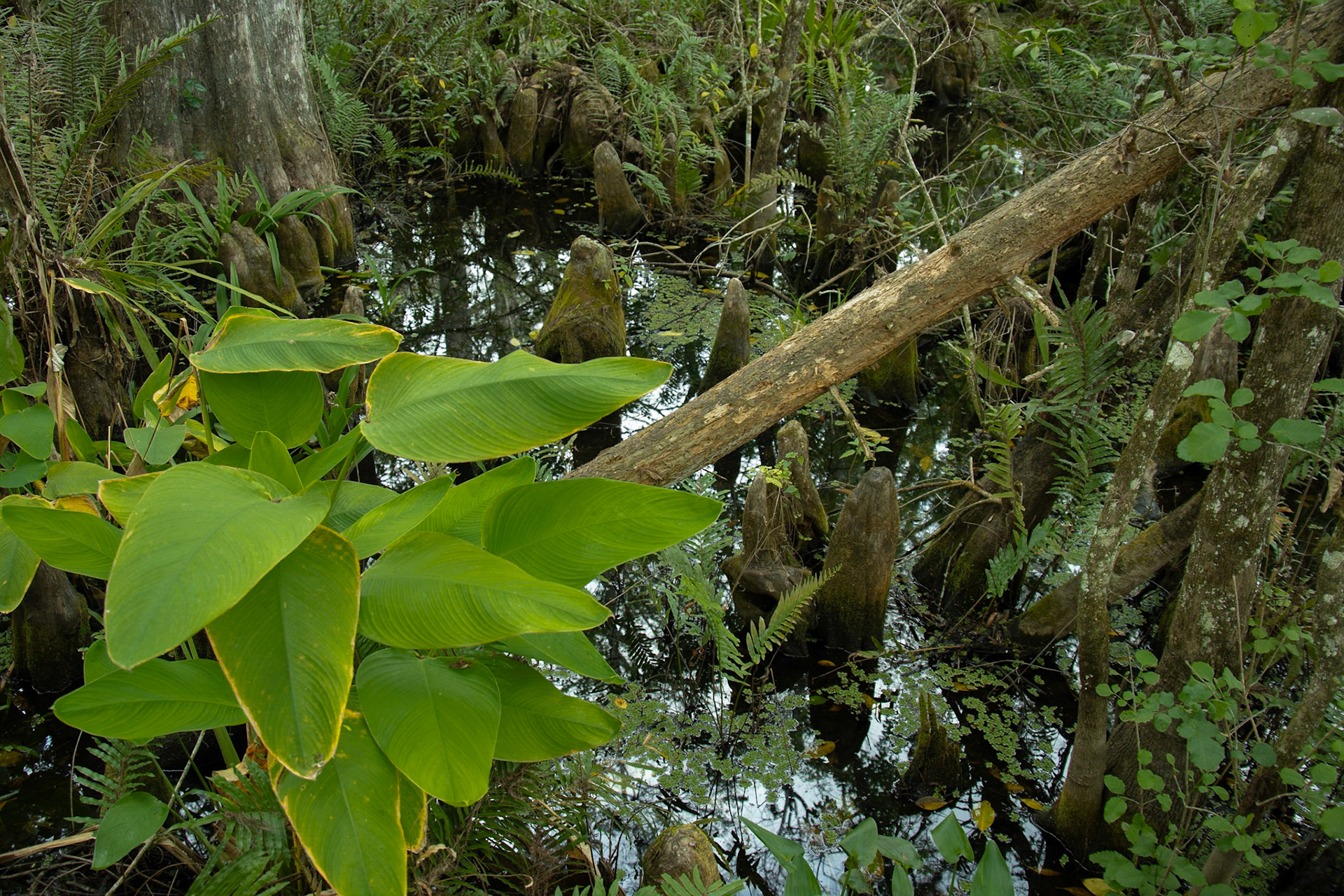 Corkscrew Swamp Sanctuary, Bonita Springs FL