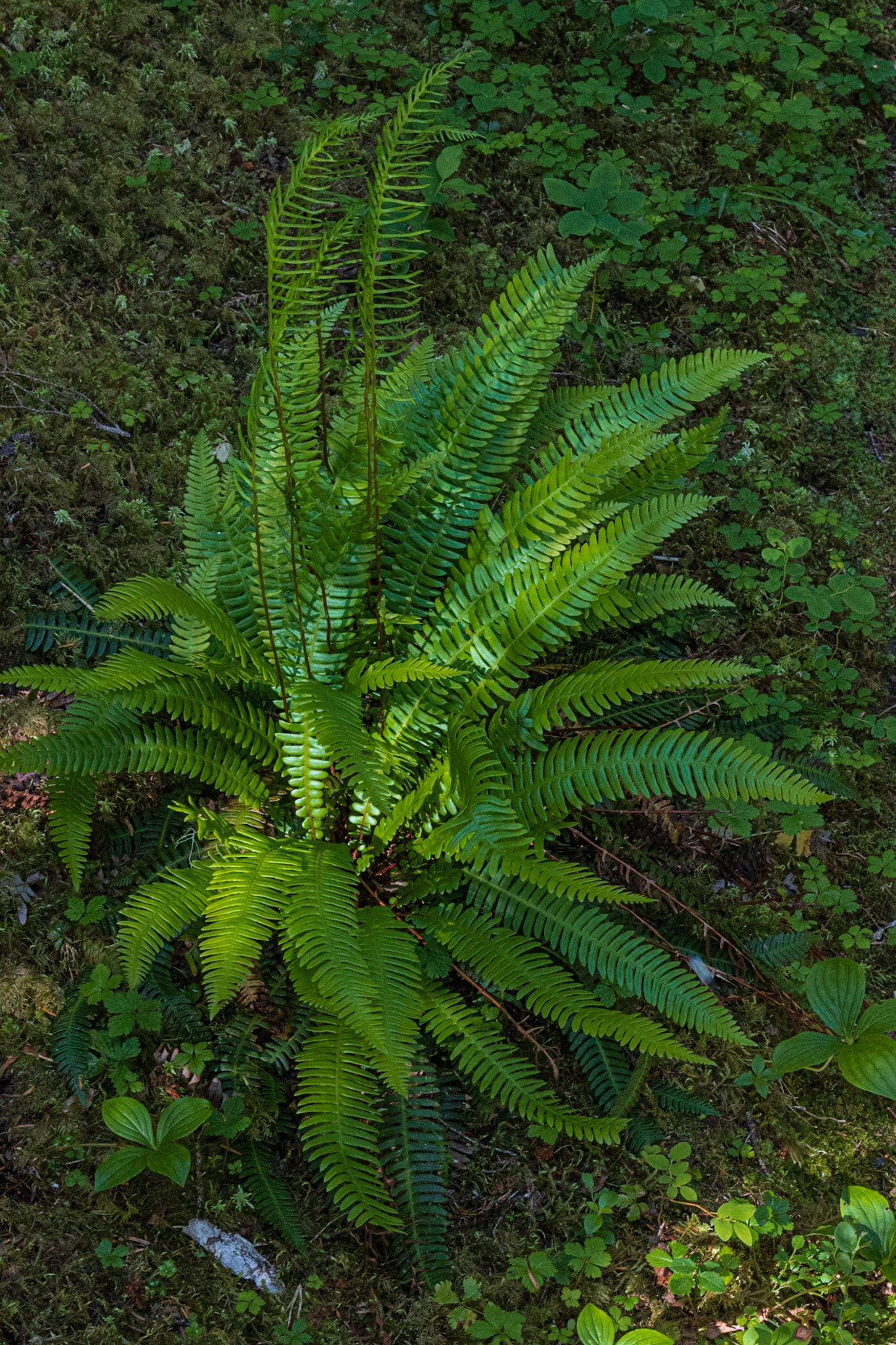 McKinley Lake Trail AK