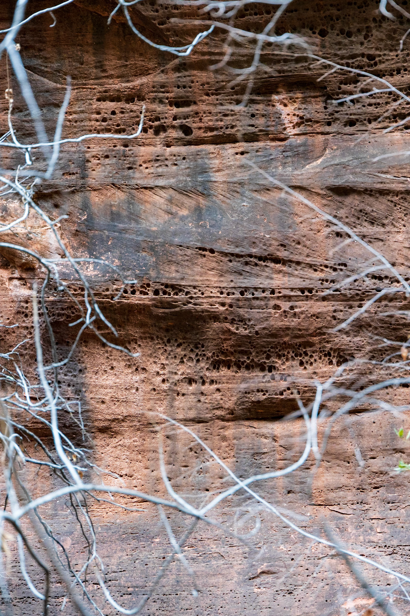 Boynton Canyon Trail, Sedona AZ
