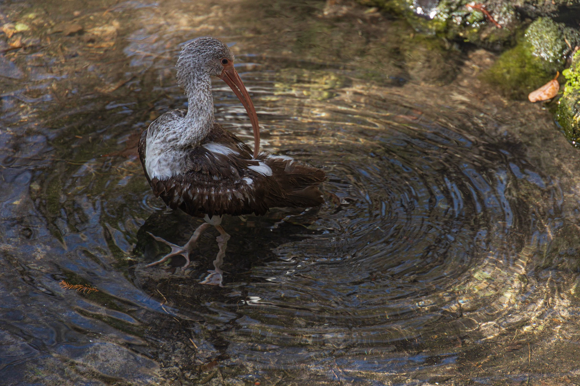 Ellie Schiller Wildlife SP