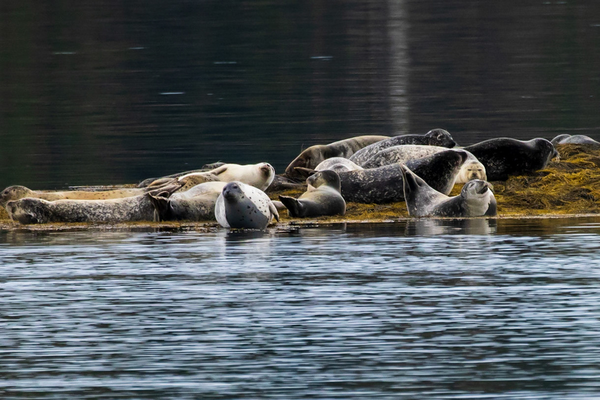 Warren Island State Park, ME