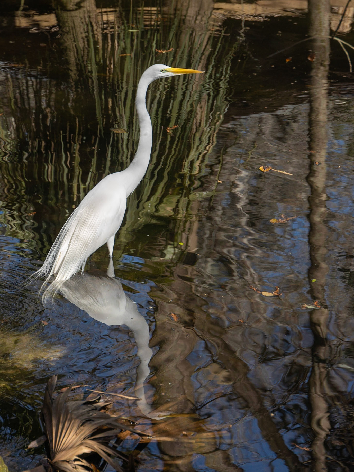 Ellie Schiller Wildlife SP