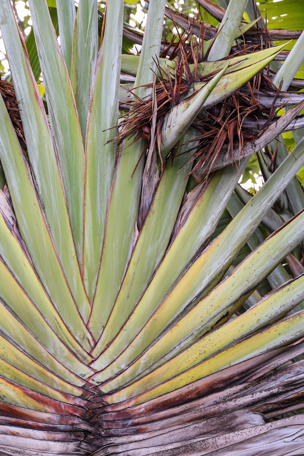 Key West Tropical Forest and Botanical Garden FL